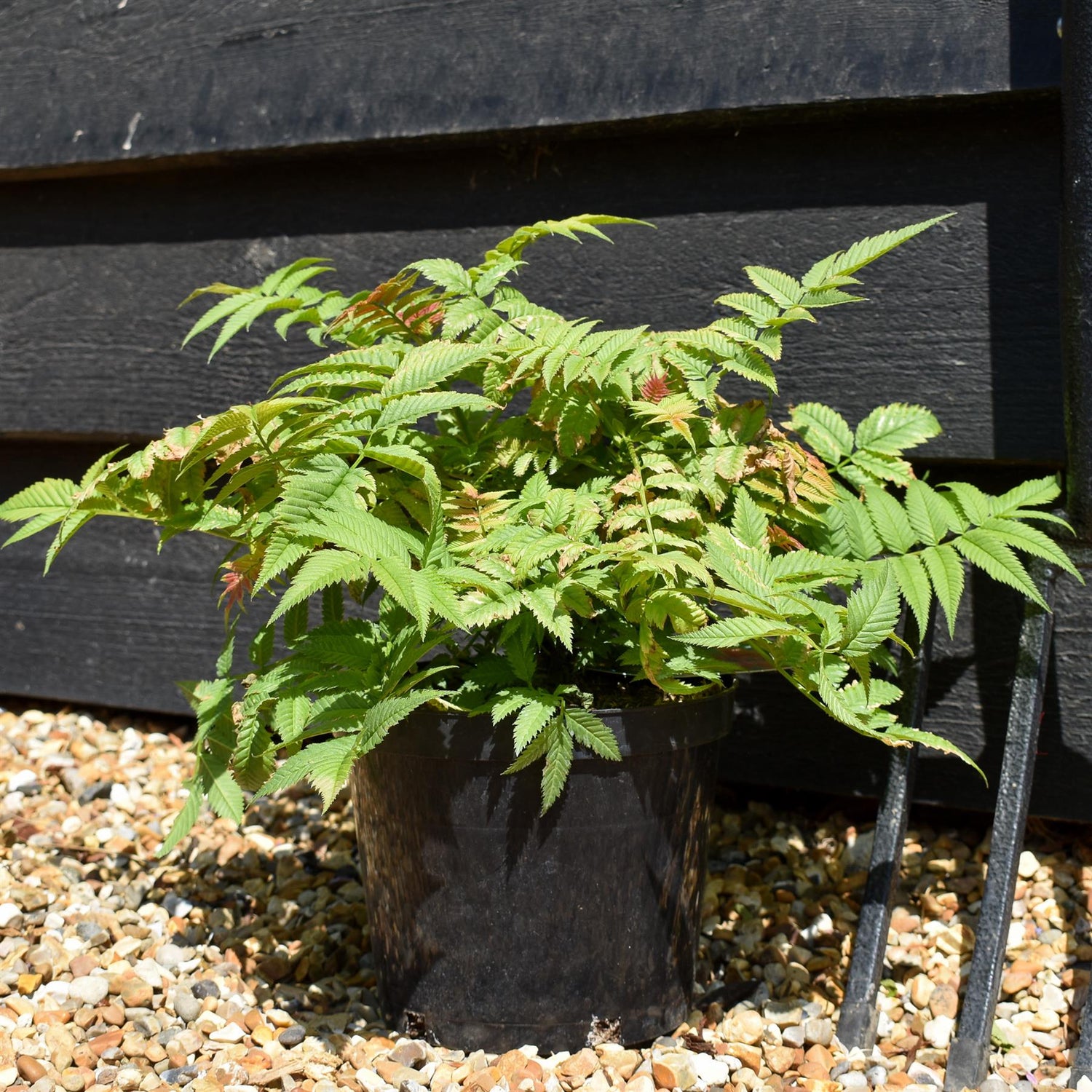 Sorbaria 'Crimson Feathers' - Shrub - Height 15-25cm - 2lt