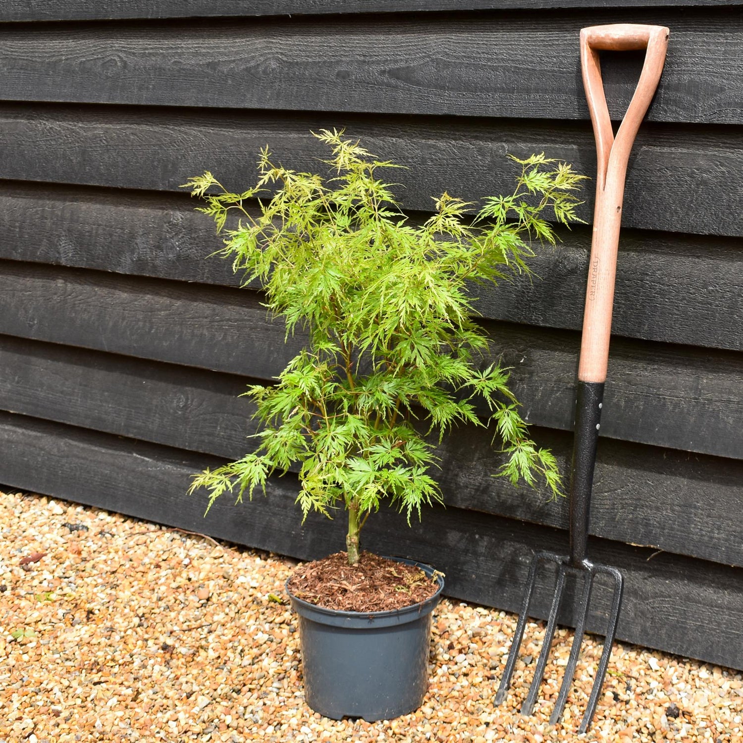 Japanese Maple | Acer palmatum  'Seiryu' - Tree - Height 70-80cm - 5lt