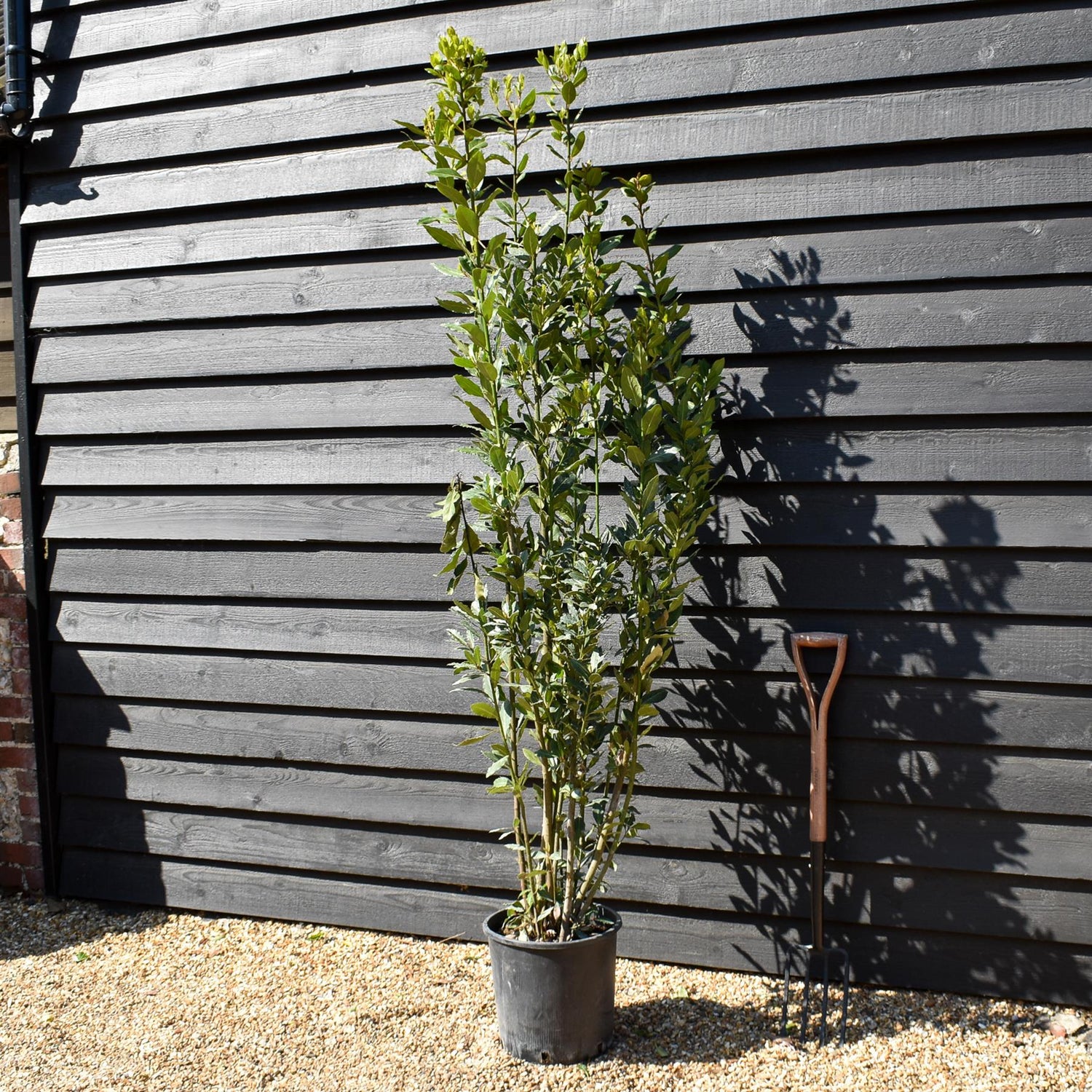 Laurus nobilis - Bay - Bushy - Height 200-230cm - 18lt