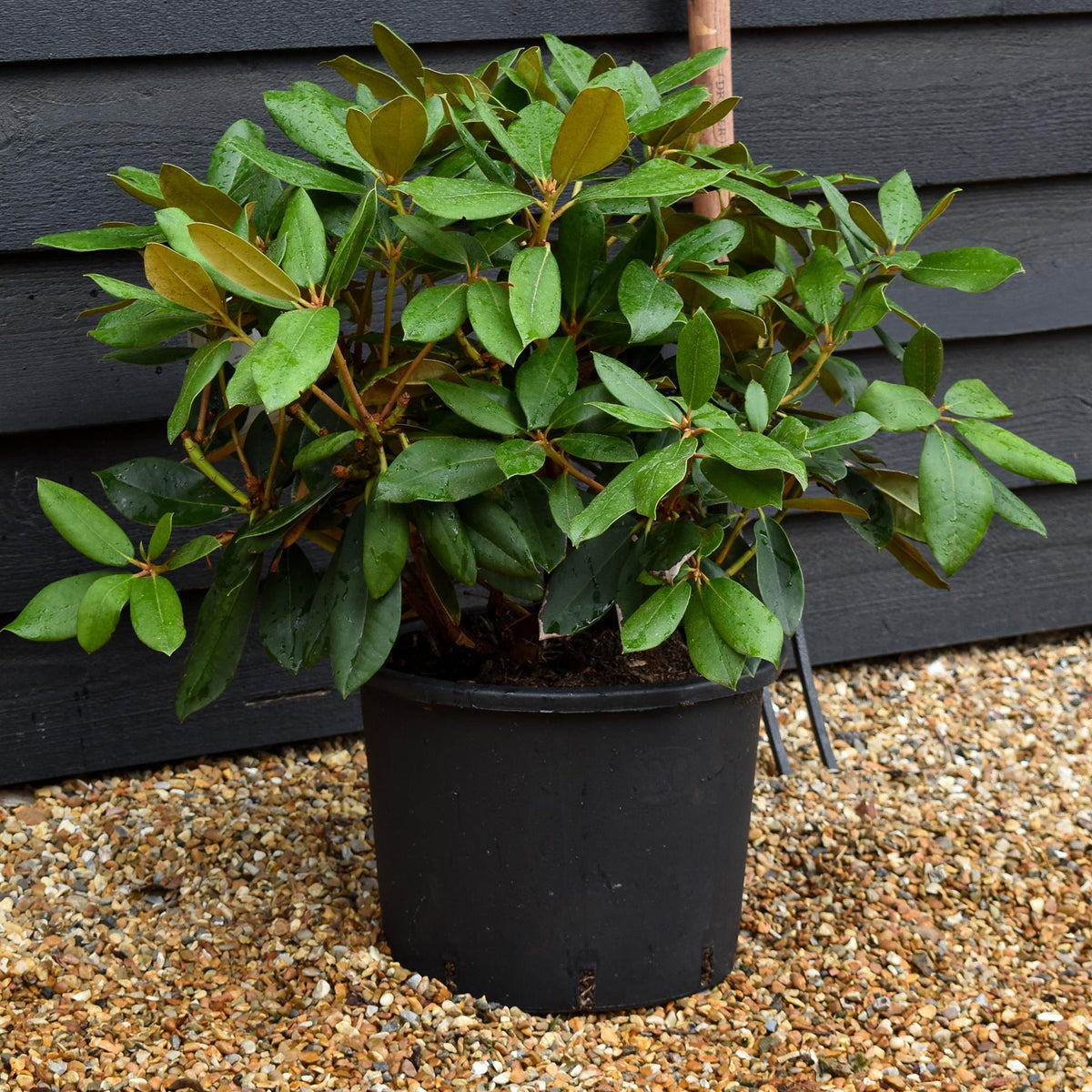 Rhododendron Yakushimanum 'Vollblut' - Shrub - Height 30-40cm - 20lt