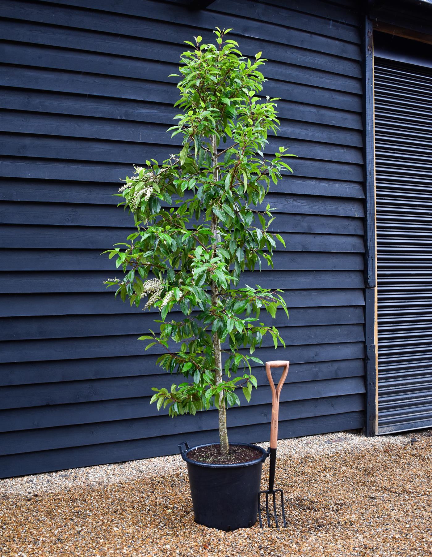 Prunus lusitanica - Feathered Tree - Girth 10-12cm - Height 220-250cm - 40lt