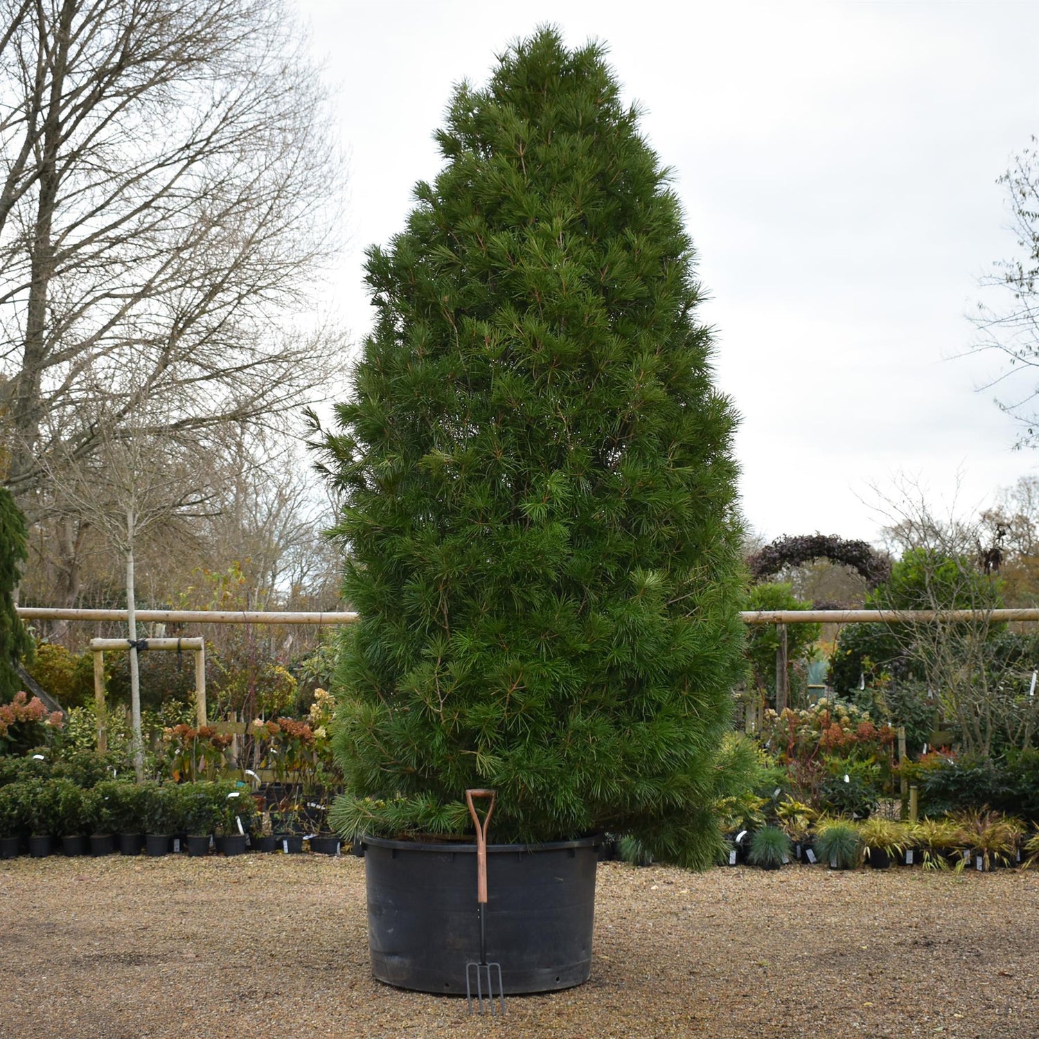 Sciadopitys Verticillata | Japanese umbrella tree - Specimen Tree - Height 350-380cm - 500lt