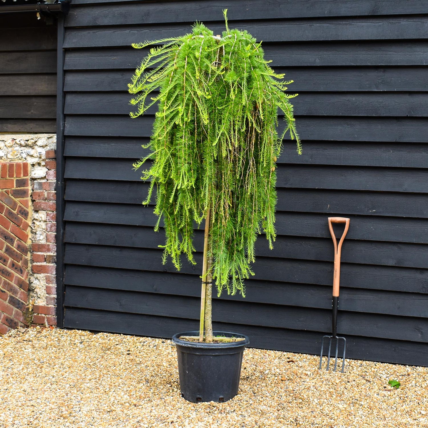 Larix decidua 'Puli' | Weeping European Larch - Clear Stem - 120-140cm - 35lt