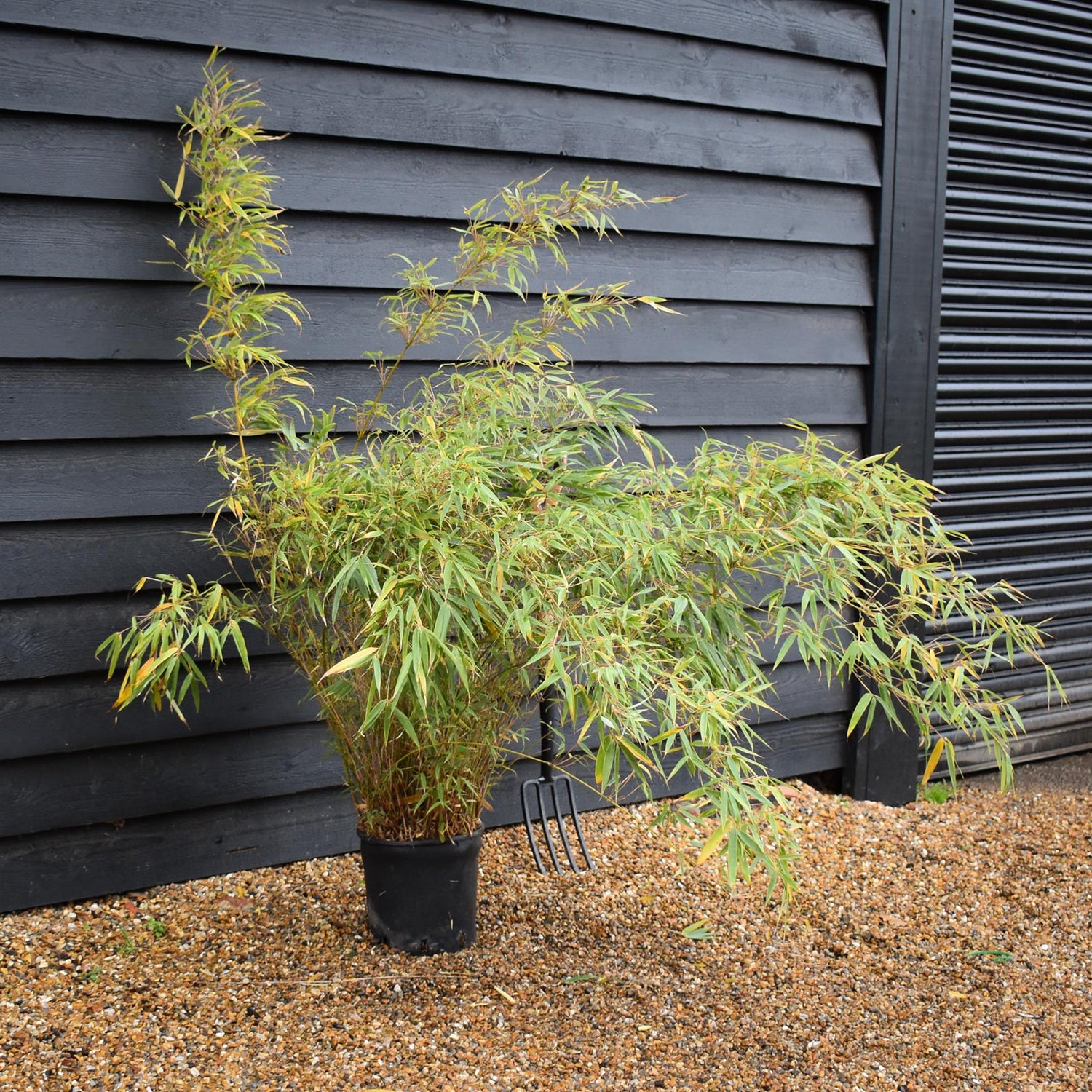 Fargesia rufa | Dragon Head Bamboo - Height 90-110cm - 10lt