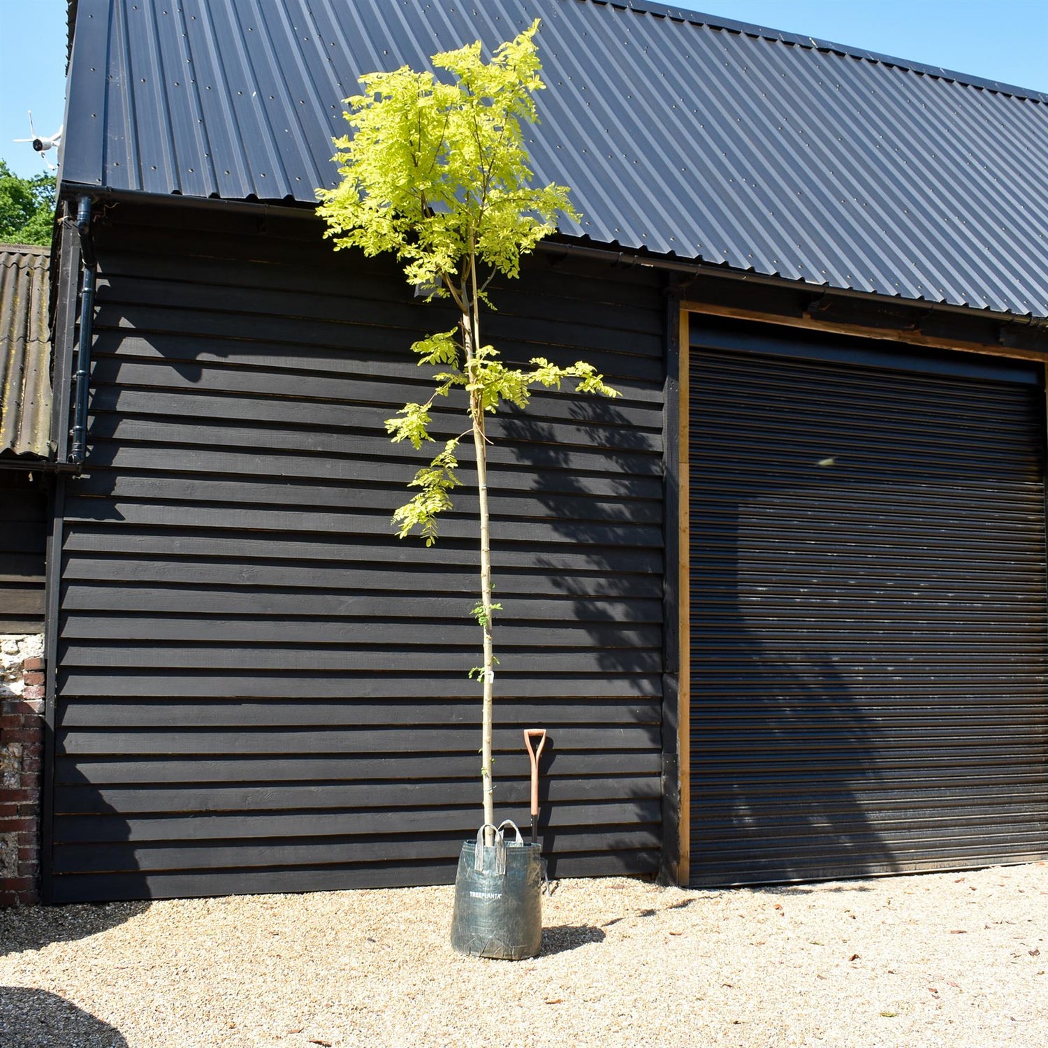 Robinia Pseudoacacia Frisia - Clear Stem 210cm - Girth 12-14cm - Height 380-400cm - 70lt
