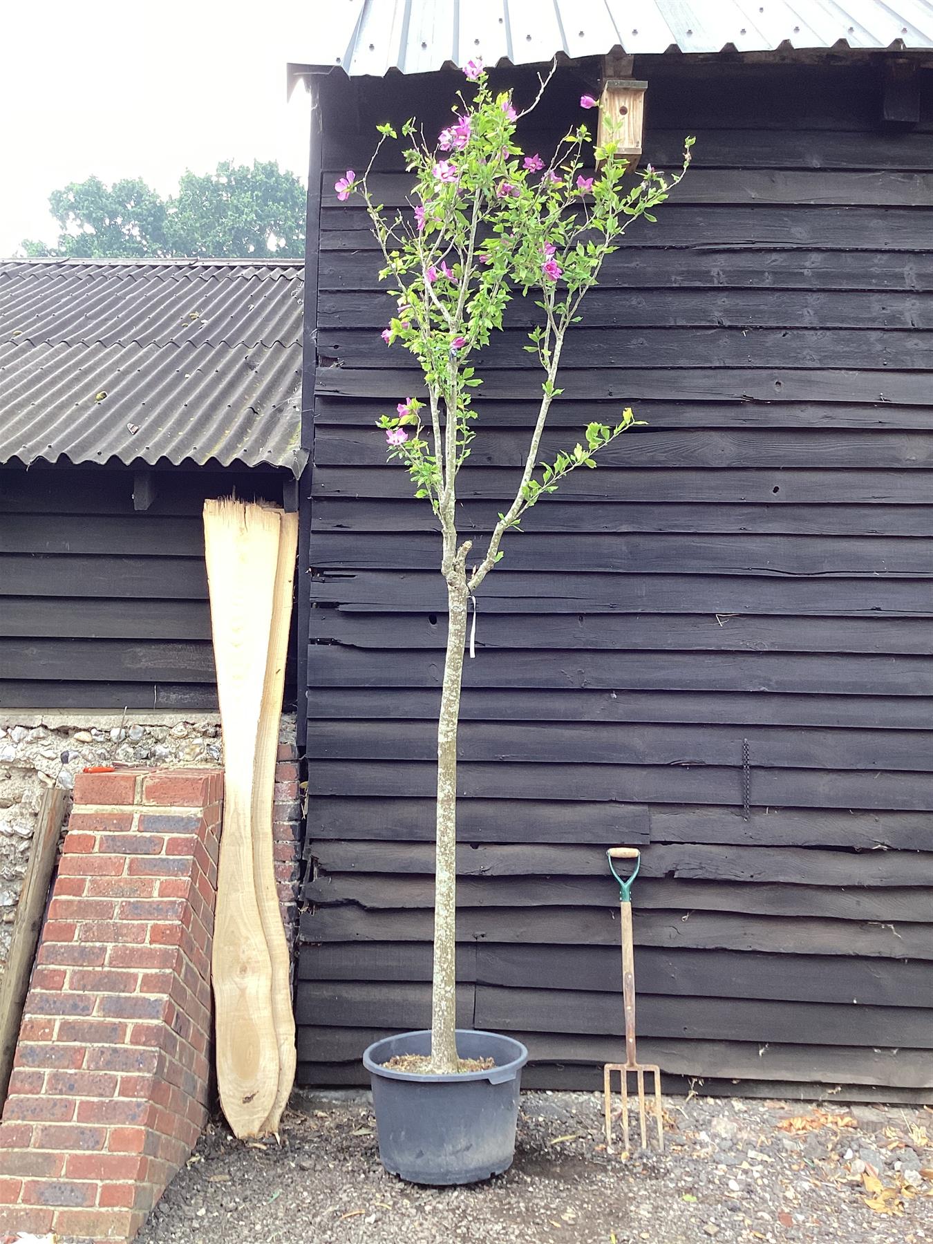 Hibiscus Tree 1/2 std | Rose of Sharon Clear Stem - 250-300cm, 50lt
