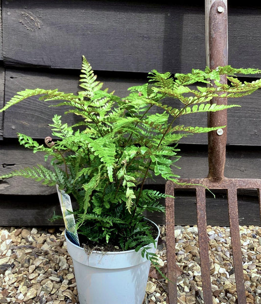 Dryopteris erythrosora | Autumn Fern - 20-30cm - 2lt