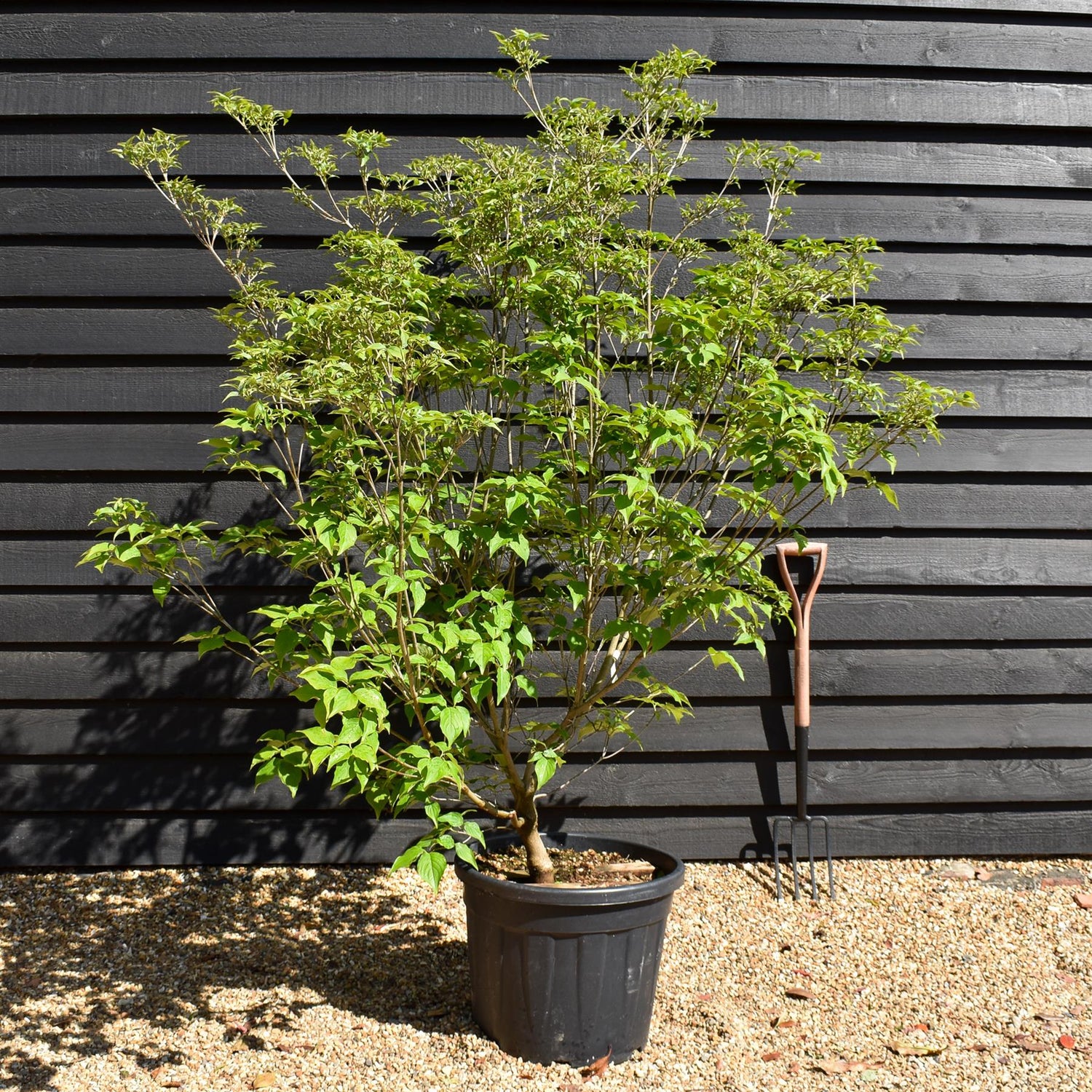 Cornus kousa 'Milky Way' | Dogwood 'Milky Way' - Bush - Height 160-180cm - 50lt