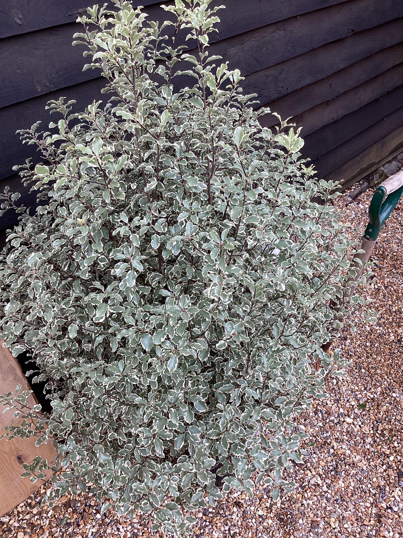 Pittosporum 'Silver Queen' - 130-150cm - 25lt