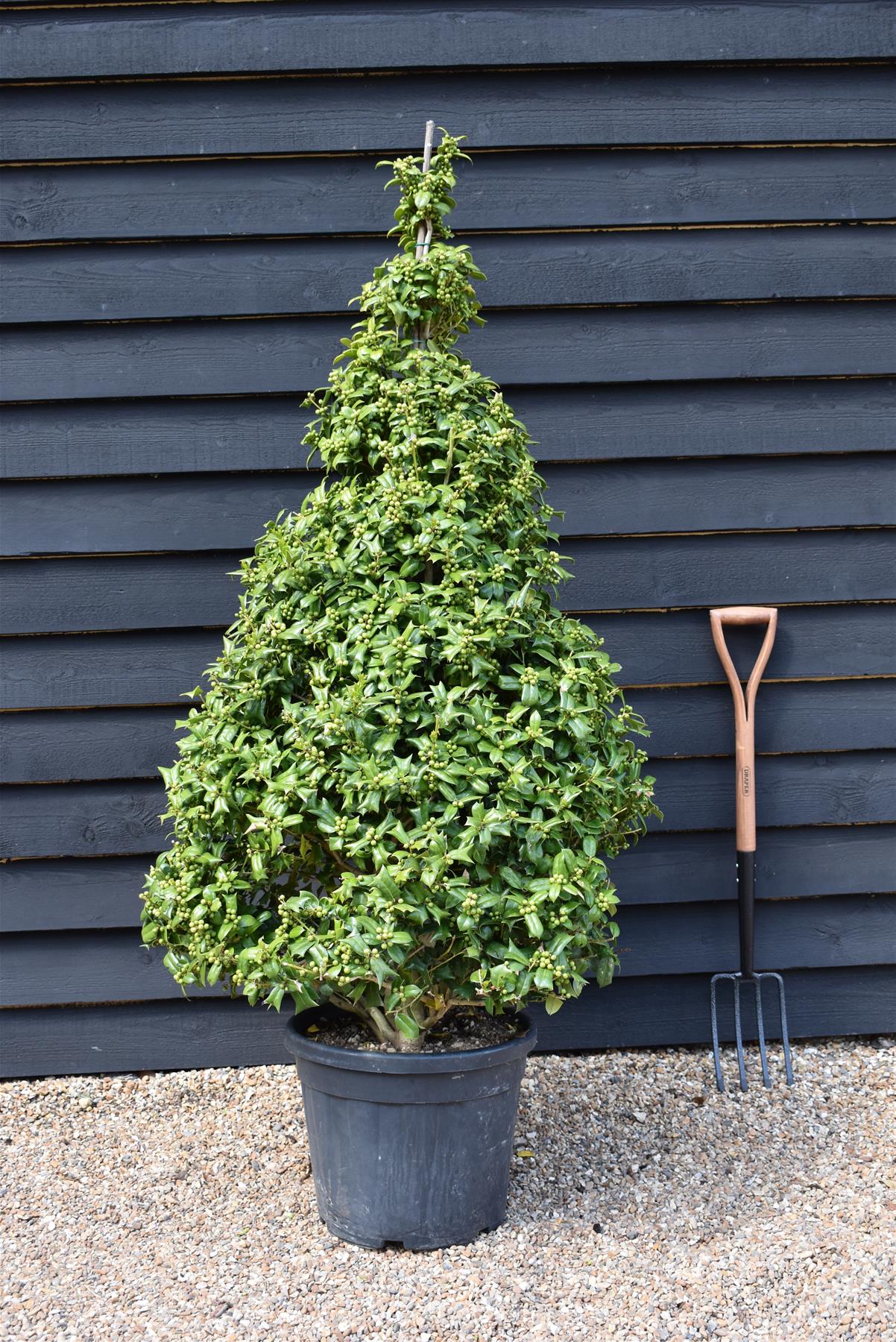 Ilex Cornuta Furcata | Chinese or Horned Holly- Cone - Height 170-180cm - 25lt