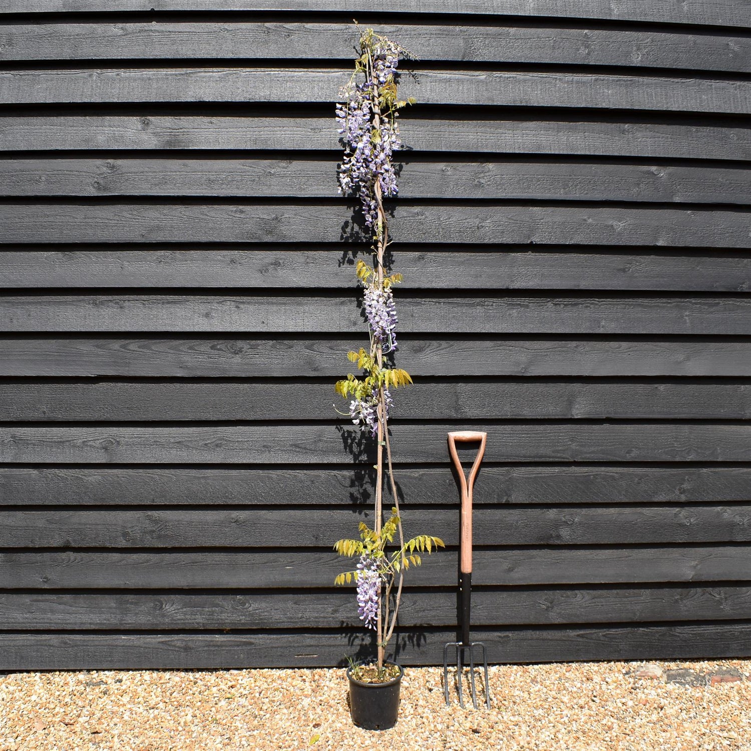 Wisteria floribunda ' Domino ' - Cane - Height 150-200cm - 3lt