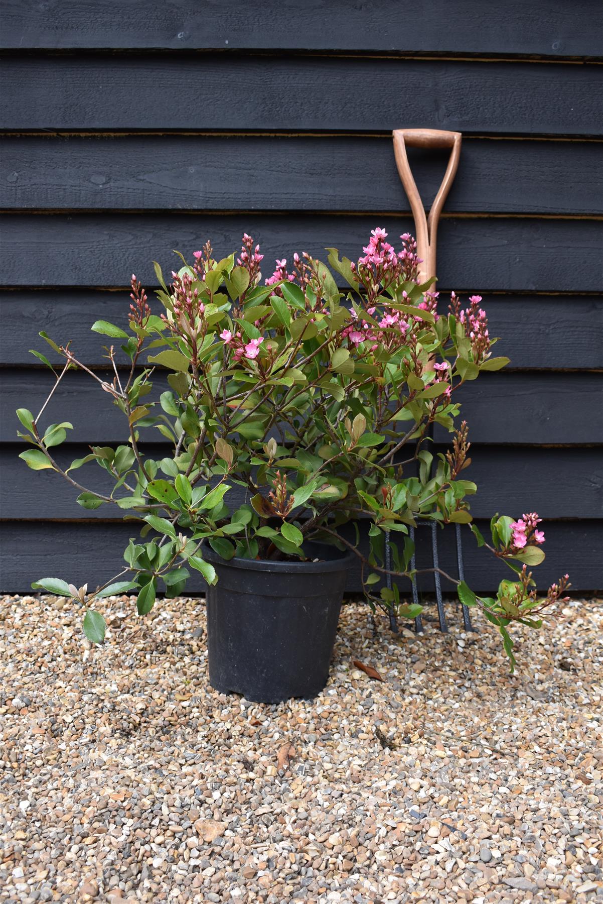 Rhaphiolepis umbellata (pink) | Yeddo  - 90cm, 10lthawthorn