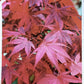 Acer palmatum 'Bloodgood' | Japanese maple 'Bloodgood' - 100-140cm - 15lt