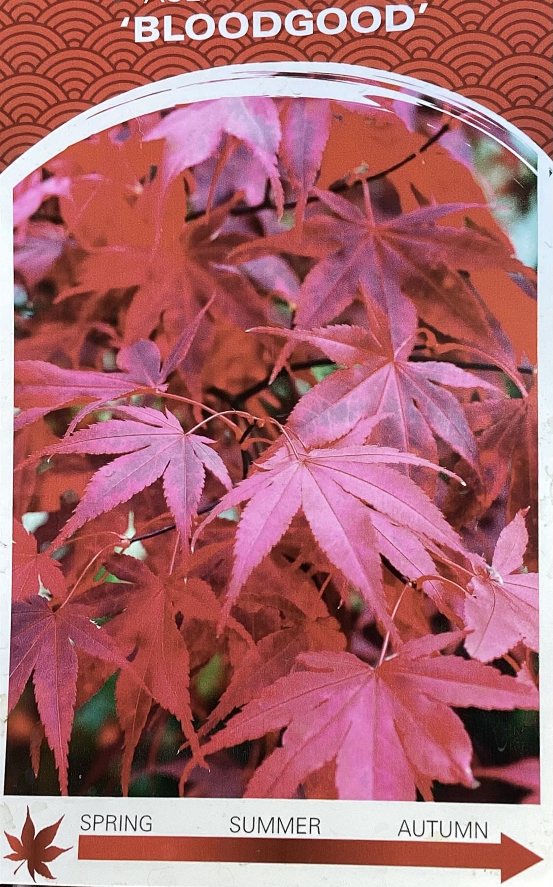 Acer palmatum 'Bloodgood' | Japanese maple 'Bloodgood' - 100-140cm - 15lt