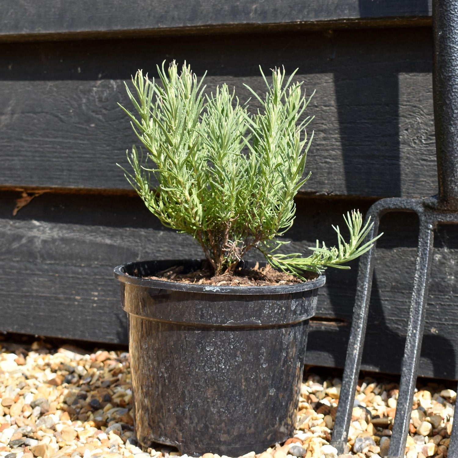 Lavandula stoechas Papillion | French Lavender - 10-30cm, 3lt