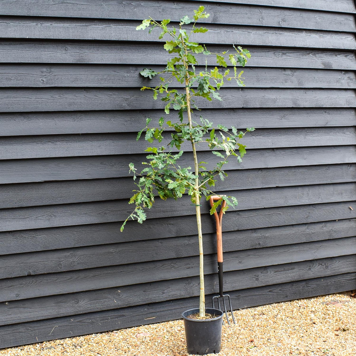 Quercus robur | English Oak - Pot Grown - 3-4 years old - Height 150-200cm  10-12lt