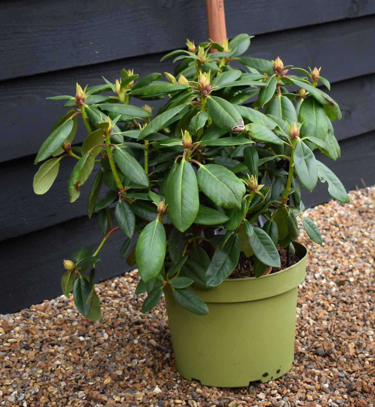 Rhododendron 'Virginia Richards' - Shrub - Height 30-40cm - 20lt