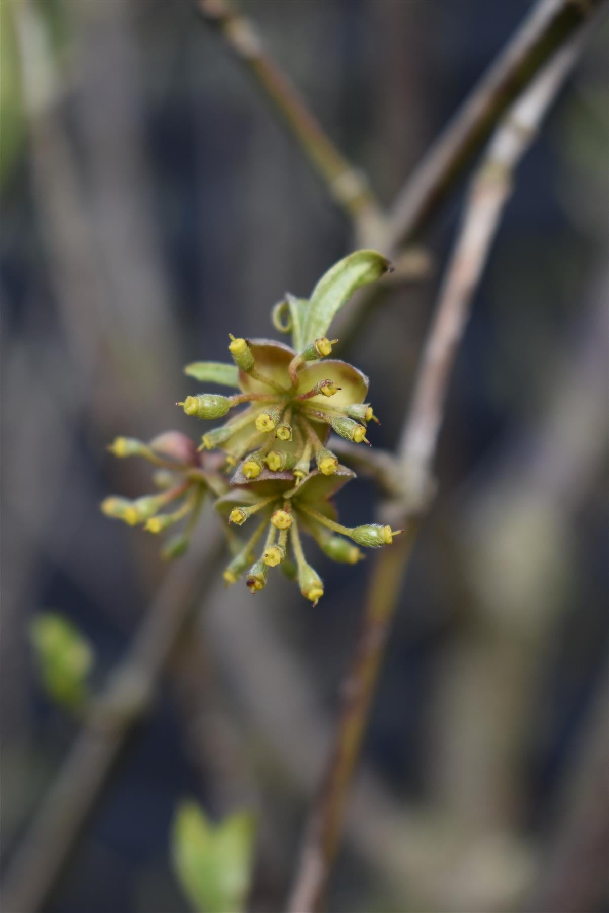 Cornus Mas | Cornelian Cherry - Height 220-250cm, 90lt