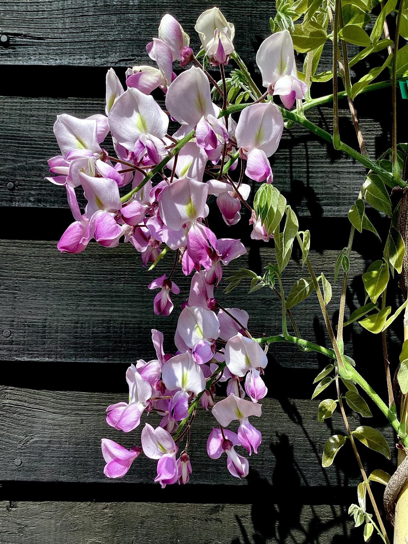 Wisteria brachybotrys 'Showa-beni' | Silky Wisteria 'Showa-beni' - Cane - 300-350cm - 12lt