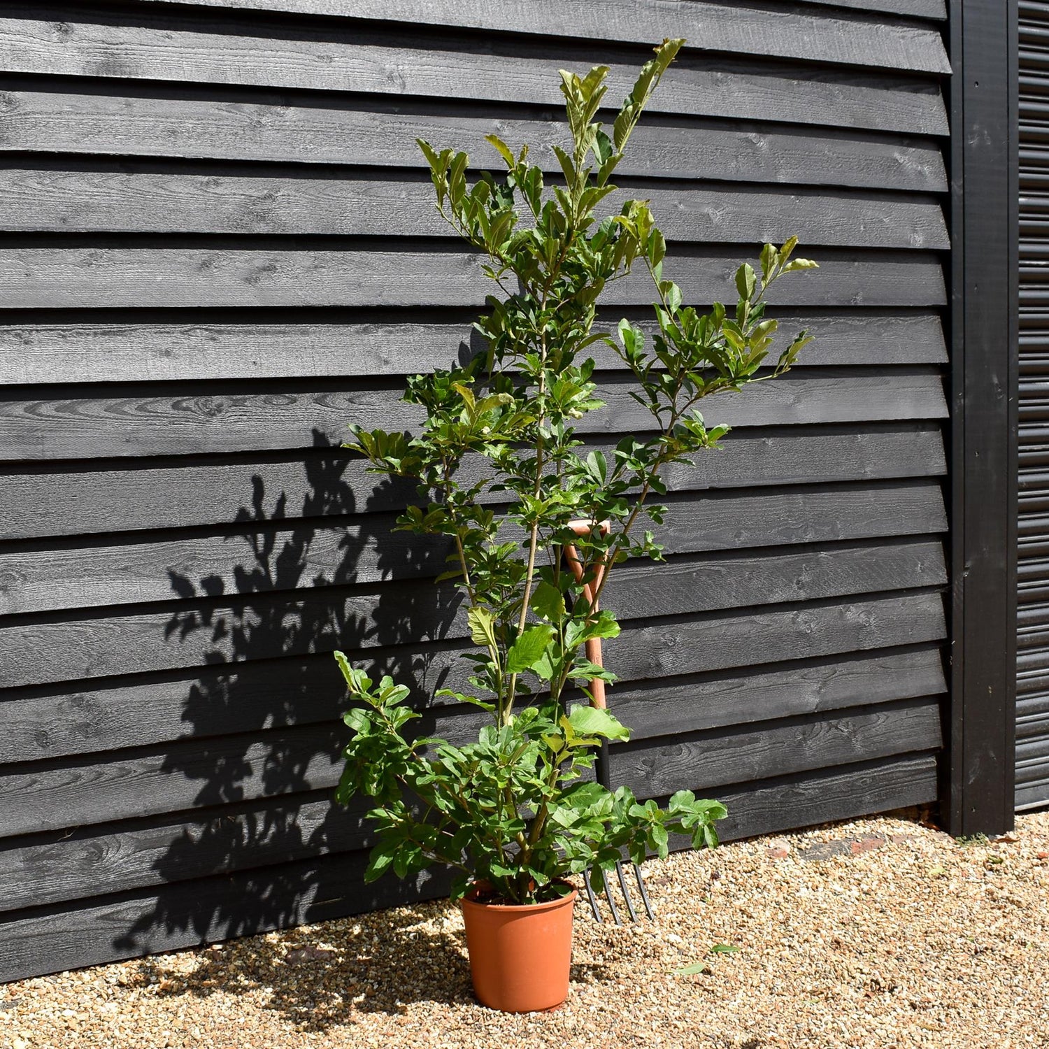 Magnolia 'Leonard Messel' - 100-140cm - 10lt
