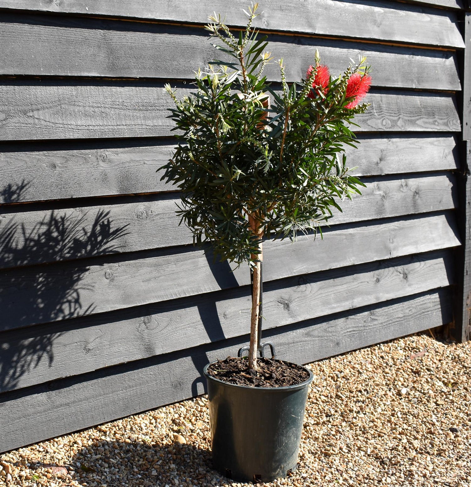 Callistemon 'Kingpark' - Clear Stem 40cm - Height 90cm - Girth 6cm - 12lt
