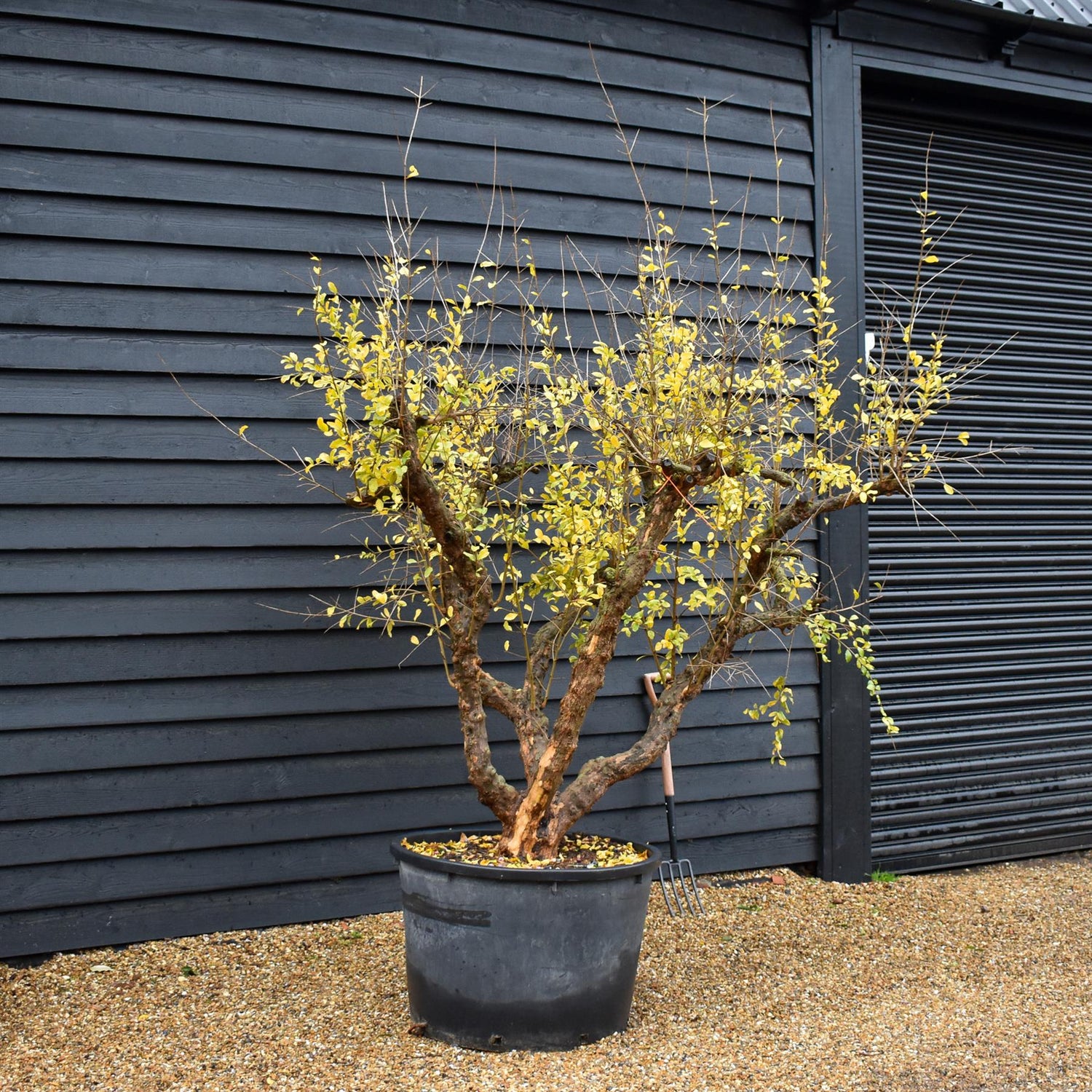 Pomegranate | Punica granatum - Mature Specimen 9A - 4 Branches - Height 220-240cm - 230lt