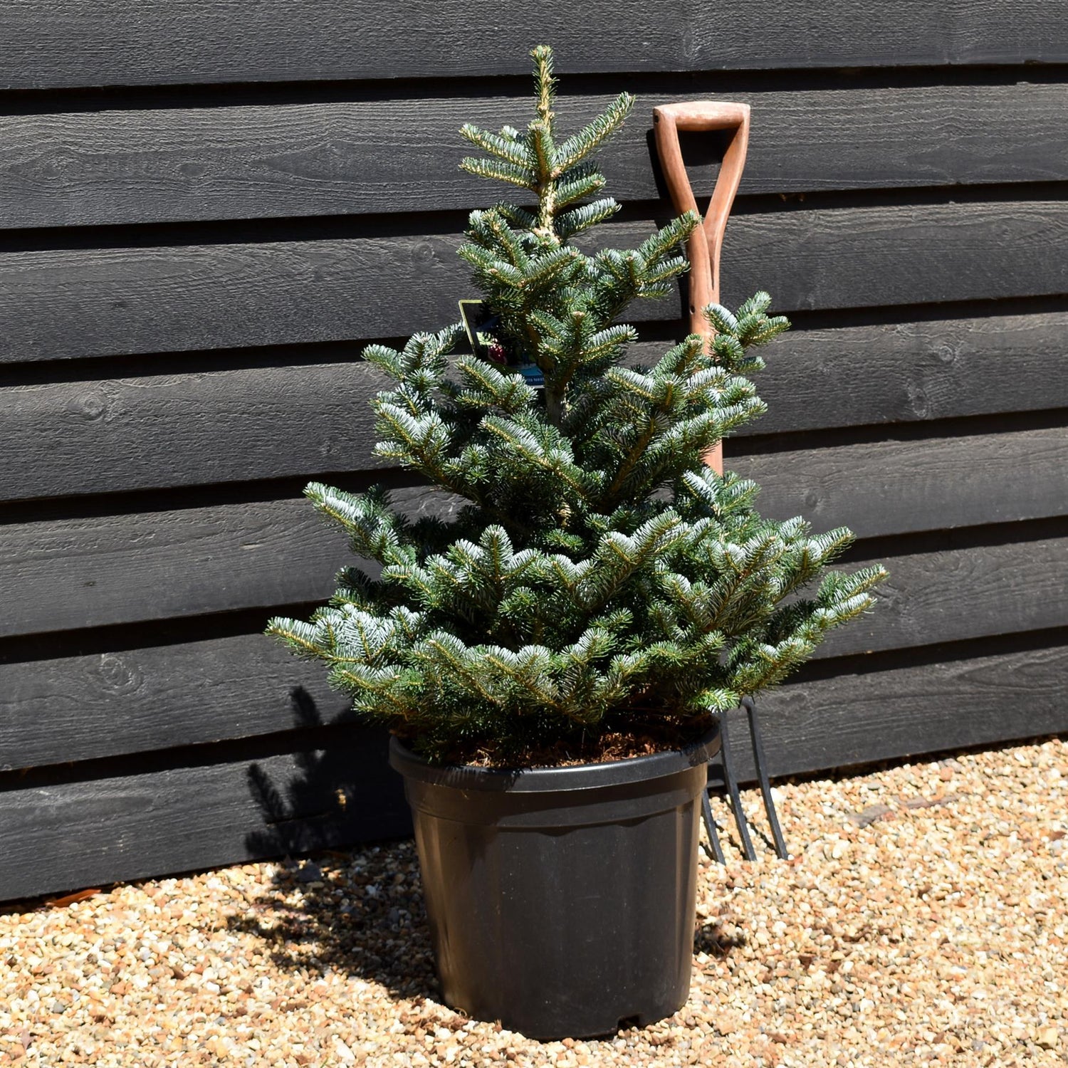 Abies koreana 'Tordis' | Korean fir 'Tordis' - Height - 80-90cm - 20lt