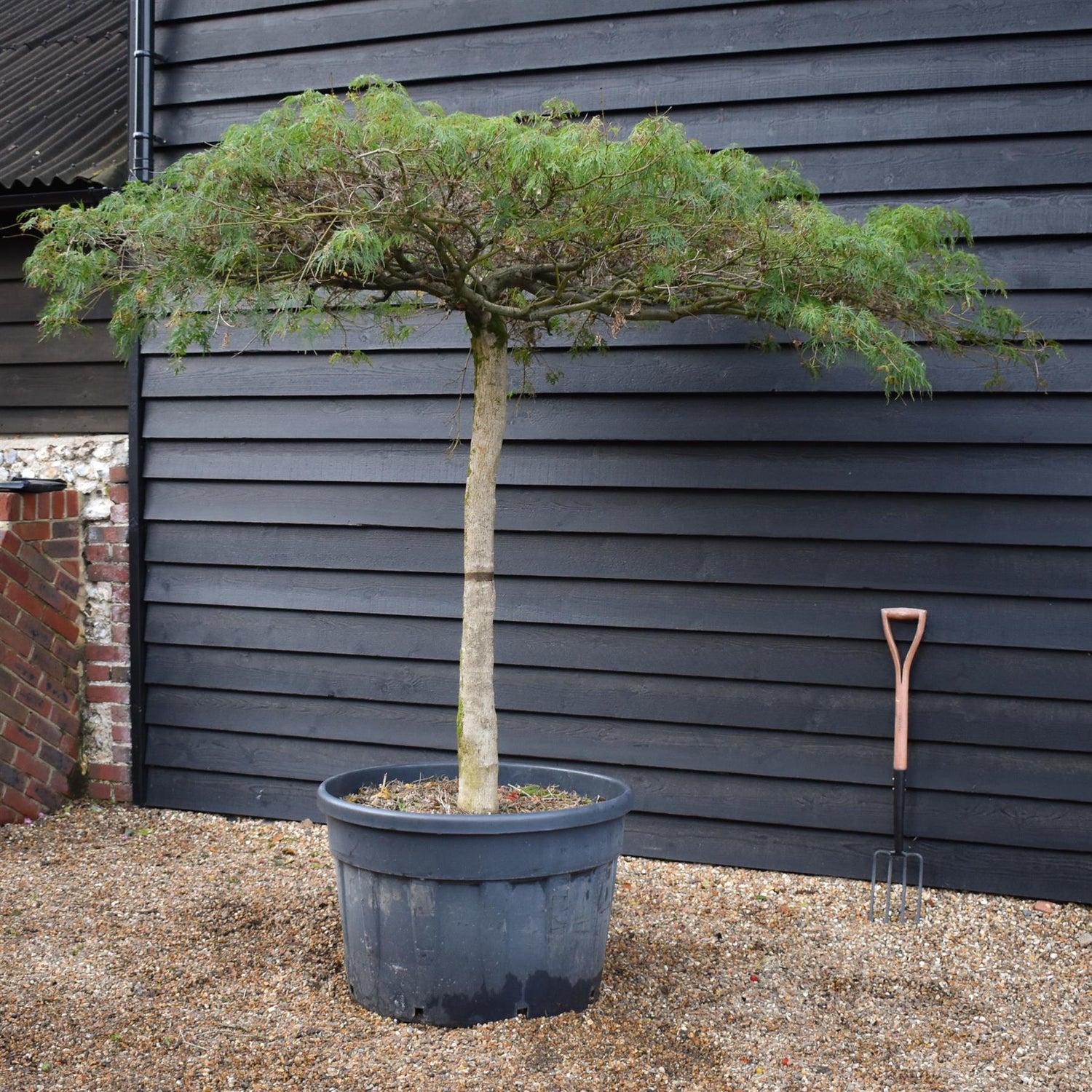 Acer dissectum 'Viridis' | Japanese maple Viridis -  Clear Stem 130cm - Girth 28-30cm - Height 190-200cm - 230lt