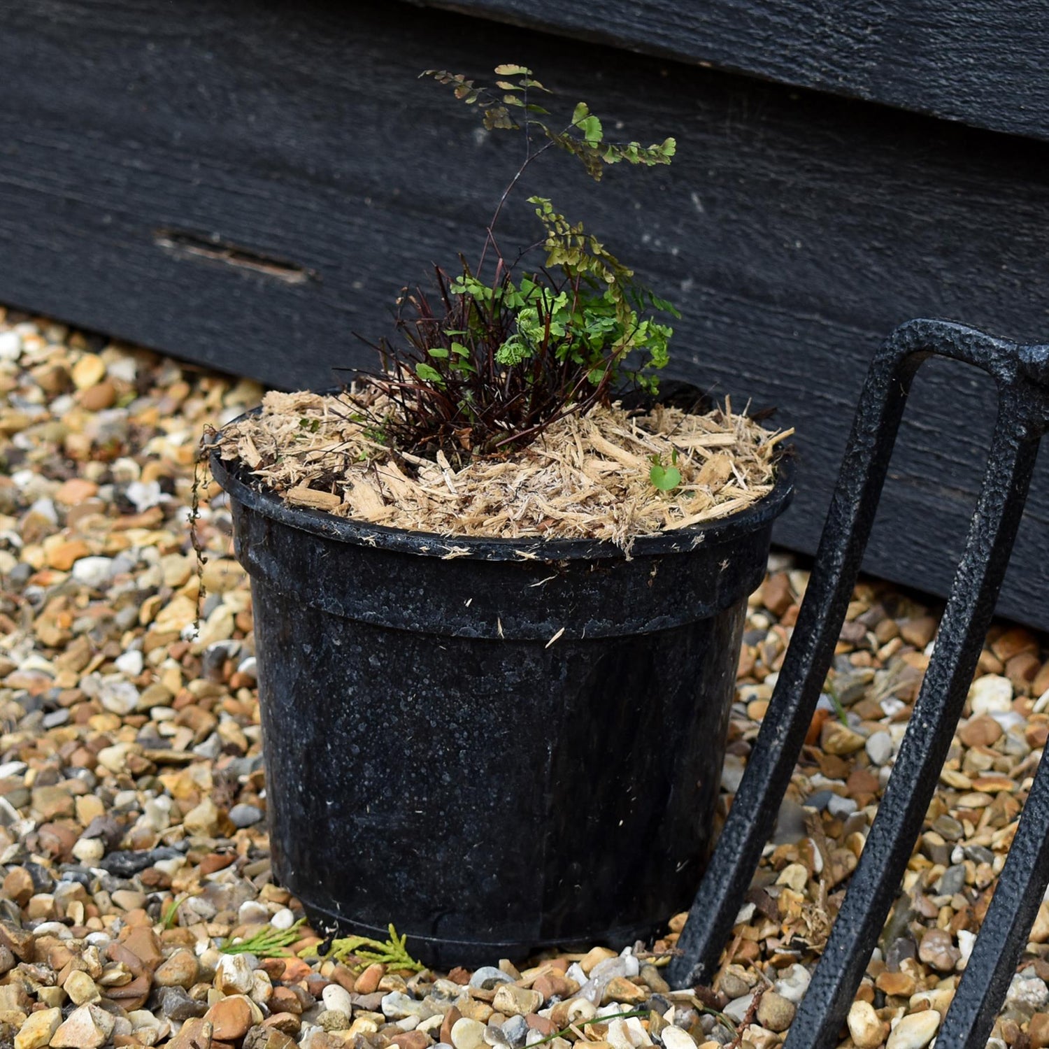 Adiantum aleuticum 'Imbricatum' - Fern - Perennial - 2lt
