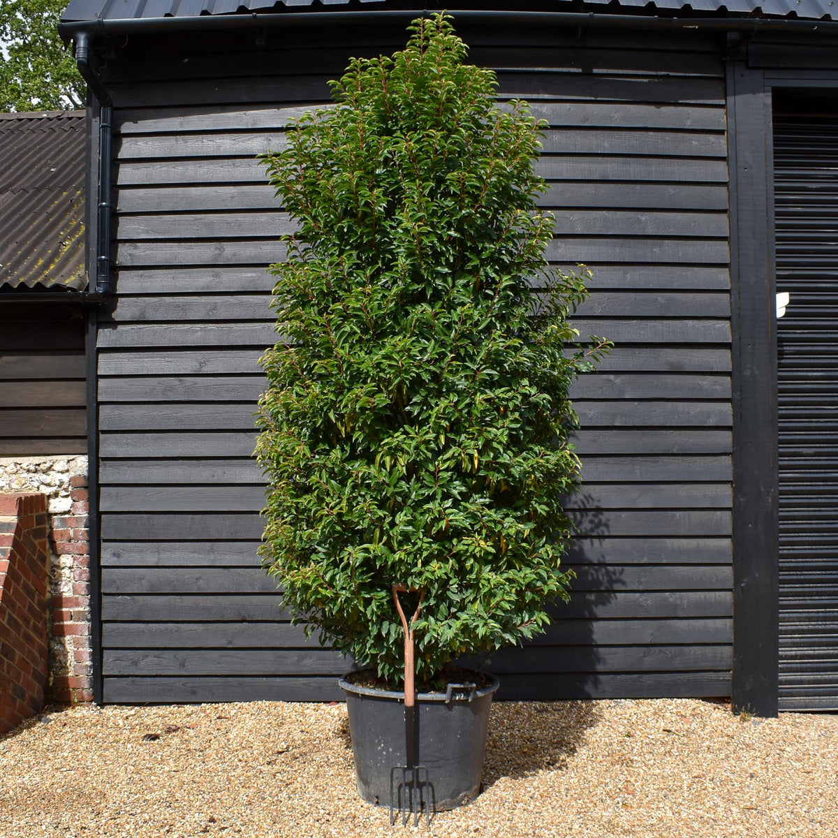Portuguese Laurel | Prunus lusitanica 'Angustifolia'  - Bushy - Height 290-300cm - Width 110-120cm - 130lt