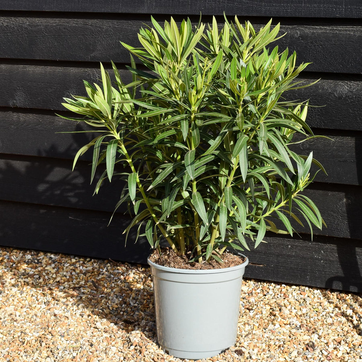 Nerium oleander - Nerium oleander - Bushy - White/Cream - Height 50-60cm - 10lt
