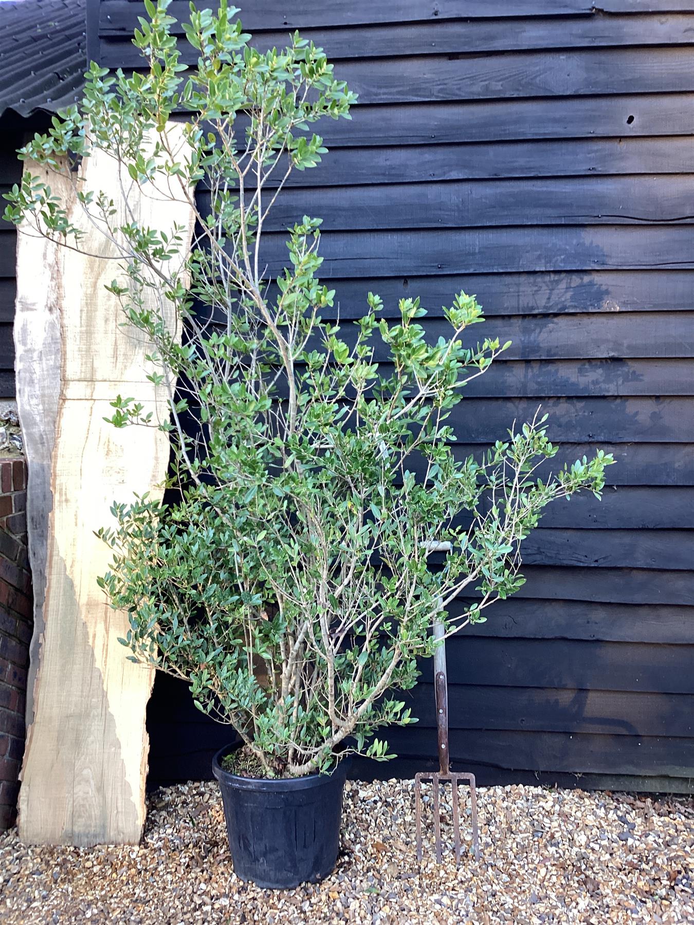 Phillyrea Angustifolia | Narrow-Leaved Mock Privet - 150-200cm, 35lt