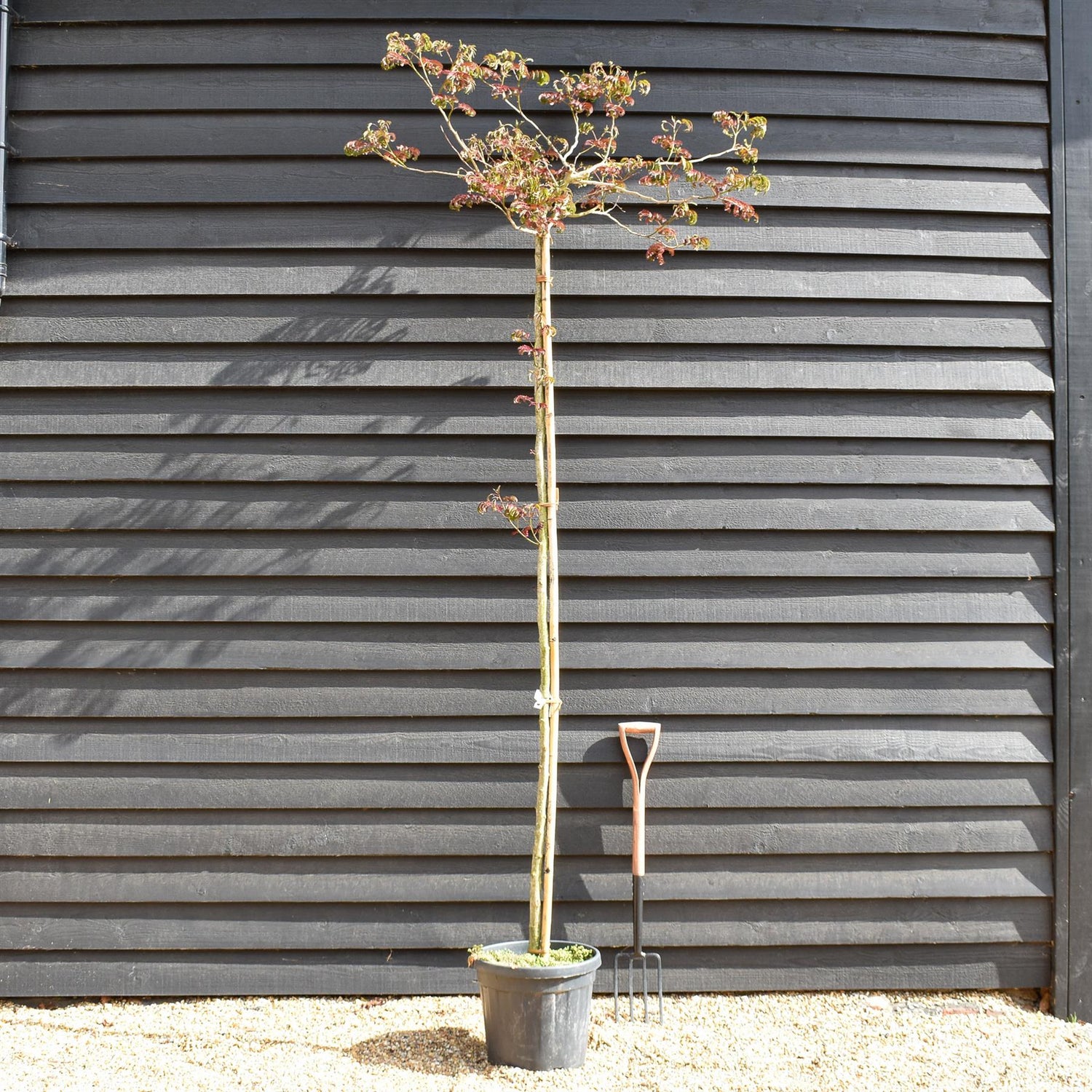 Albizia Julibrissin Summer Chocolate | Silk Tree - Clear Stem - Girth 6-8cm - Height 250-270cm - 30lt