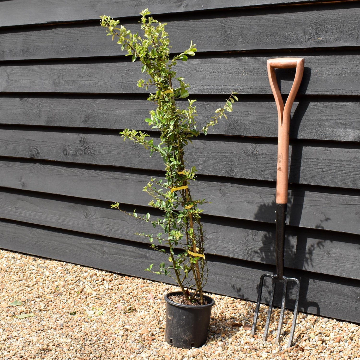 Pyracantha 'Solei D'or' - Height 90-120cm - 10lt