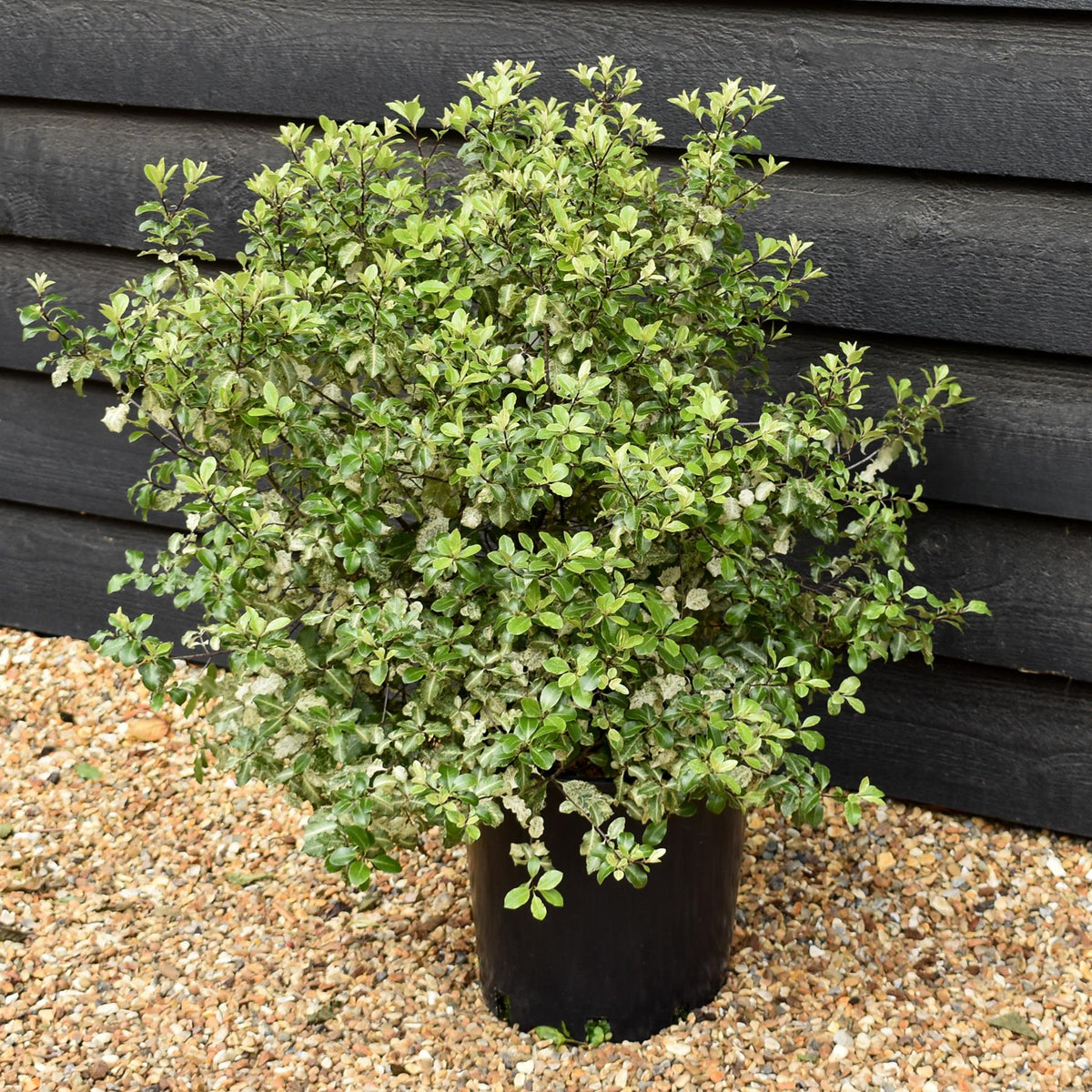 Pittosporum Irene Paterson - Height 40-60cm - 12lt