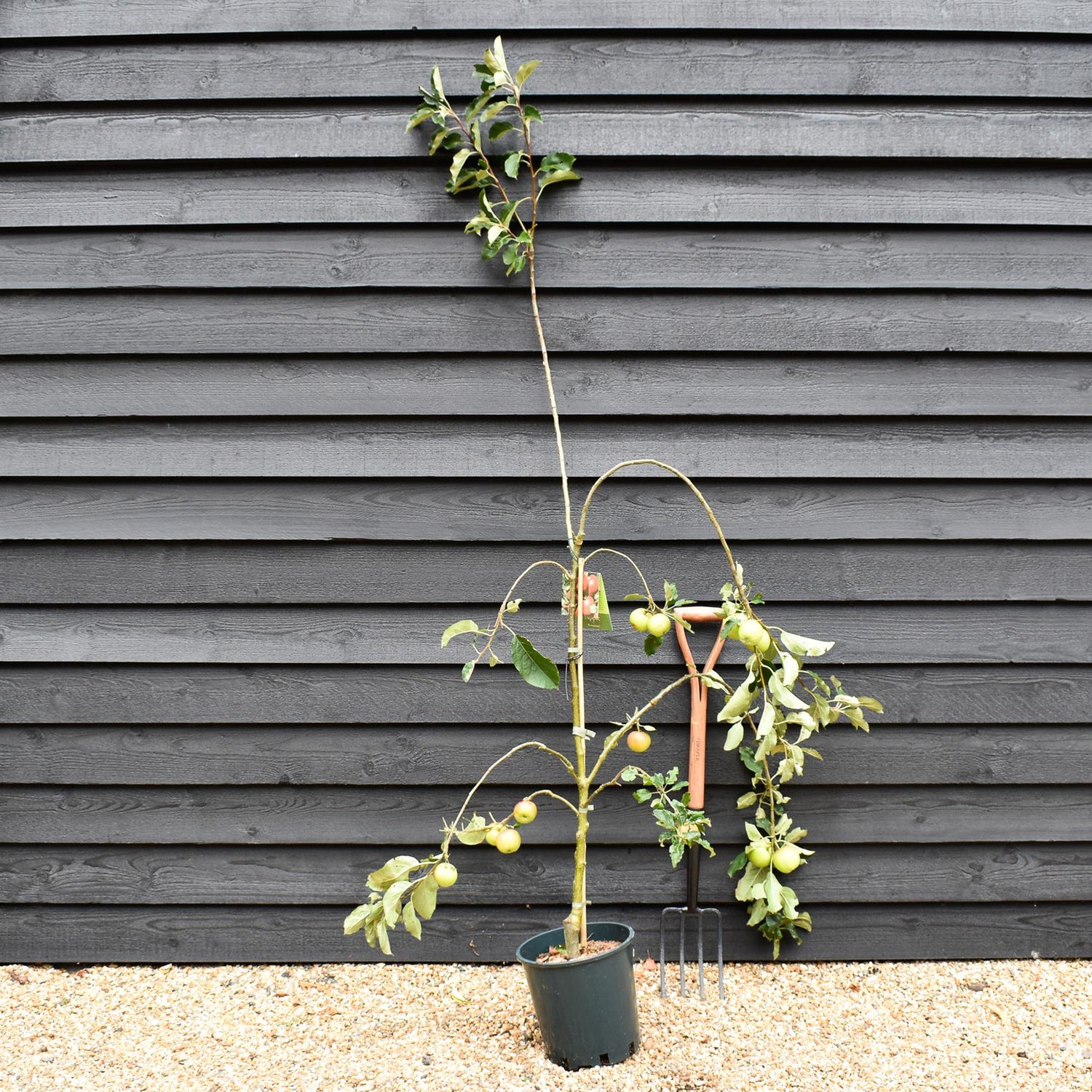 Apple tree 'Scrumptious' | Malus domestica - M26 - Dwarfing - 140-150cm - 10lt