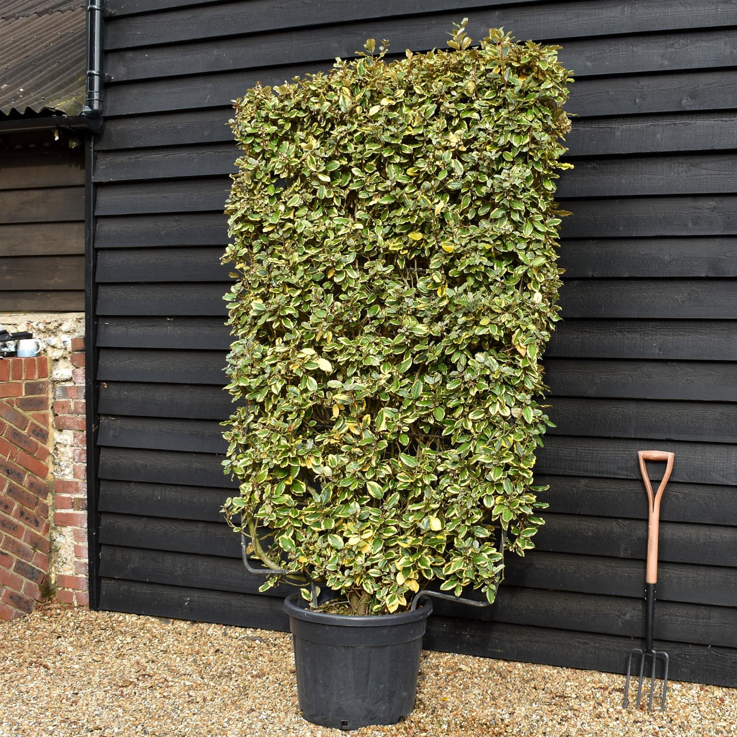 Elaeagnus 'Viveleg' | Oleaster 'Viveleg' - Metal Frame - 220cm - 55lt