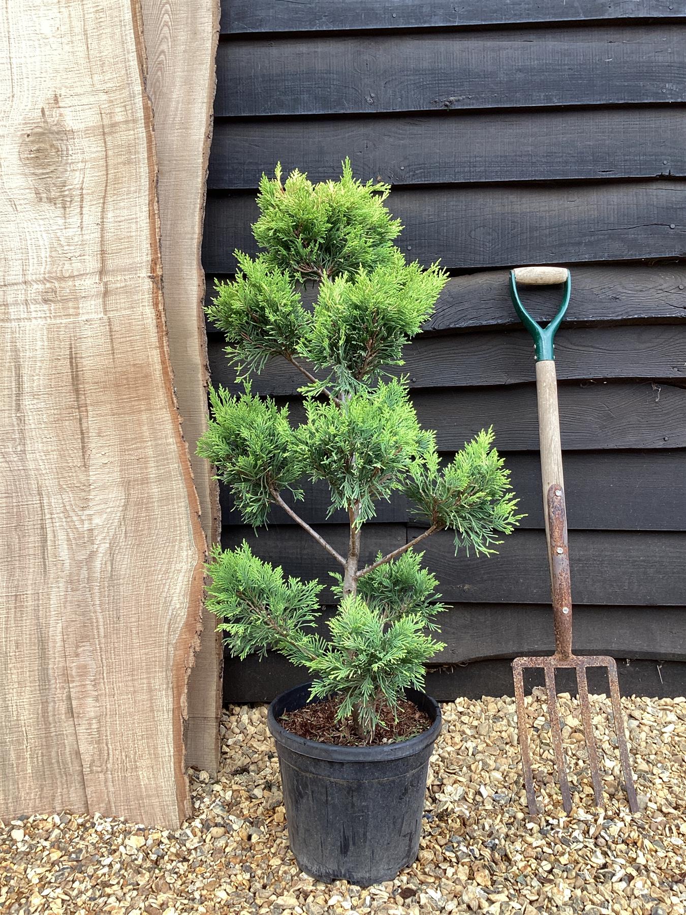 Cuprocyparis leylandii 'Gold Rider' - PonPon - 110-120cm, 10lt