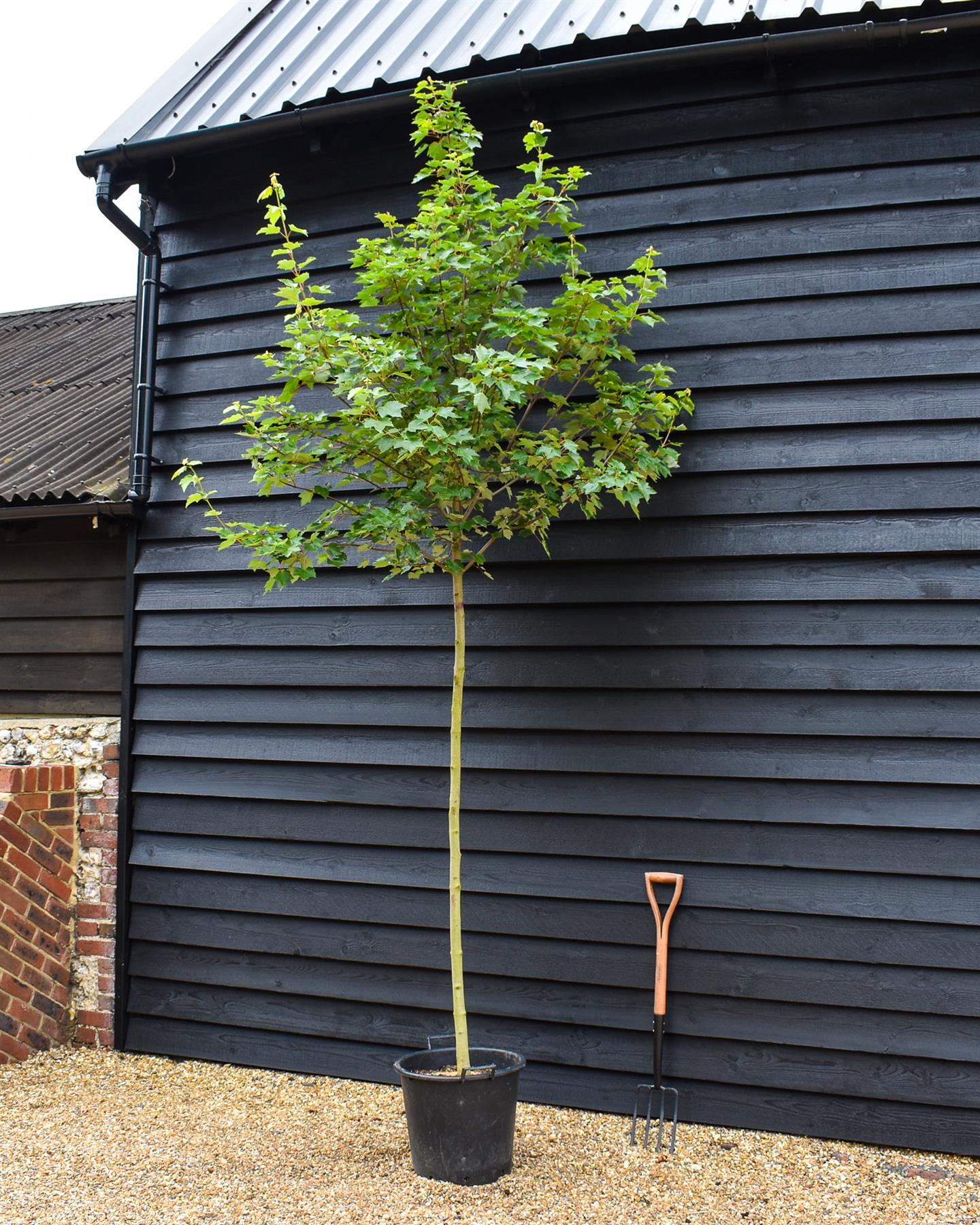 Red Maple | Acer rubrum 'Fairview Flame' - Height 320-350cm - Girth 10-12cm - 45lt