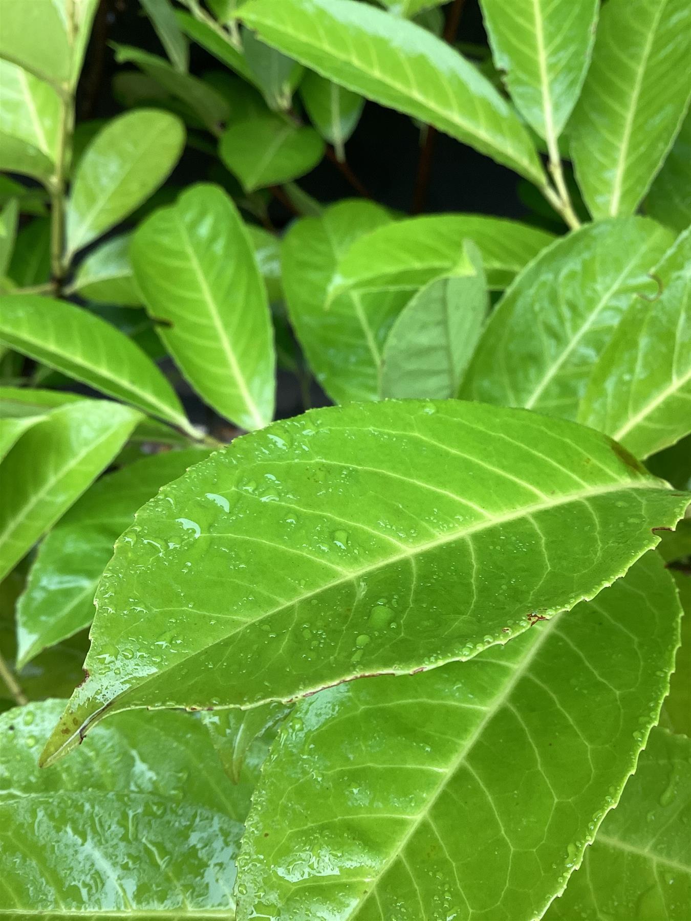 Cherry Laurel Hedging | Prunus laurocerasus Rotundifolia  - Pot Grown - 100-150cm - 20lt