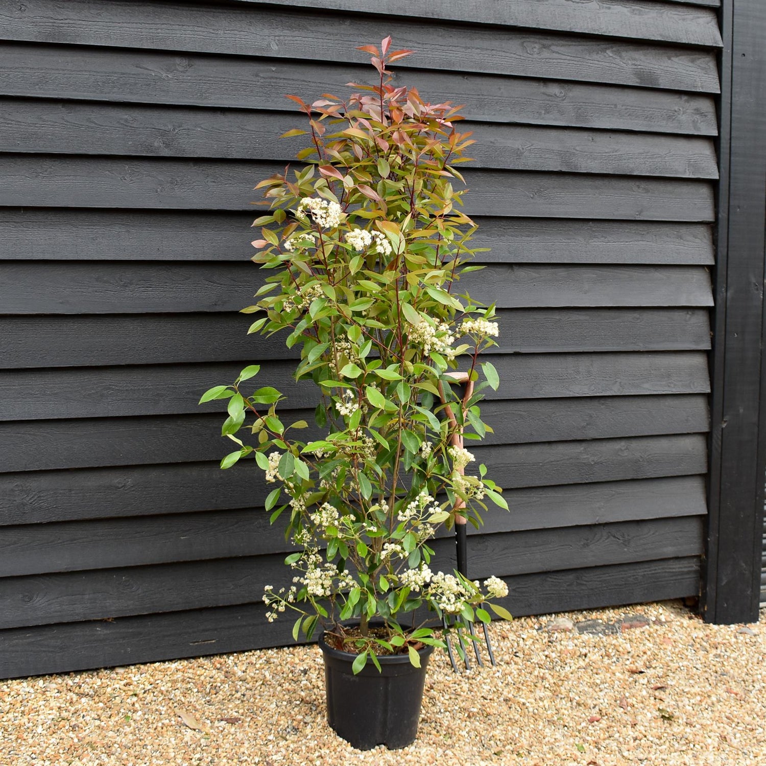 Photinia fraseri Red Robin - Bush - Height 150-200 - 18lt