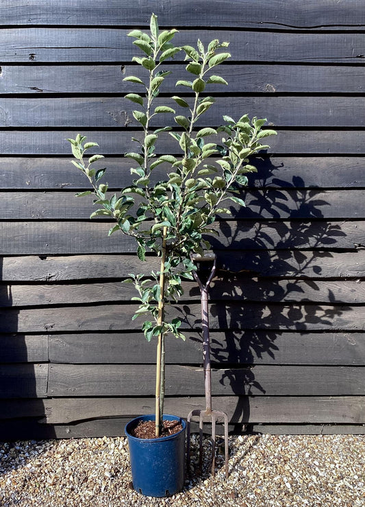 Apple tree 'Lord Lambourne' | Malus domestica - M26 - Dwarfing - 140-150cm - 10lt
