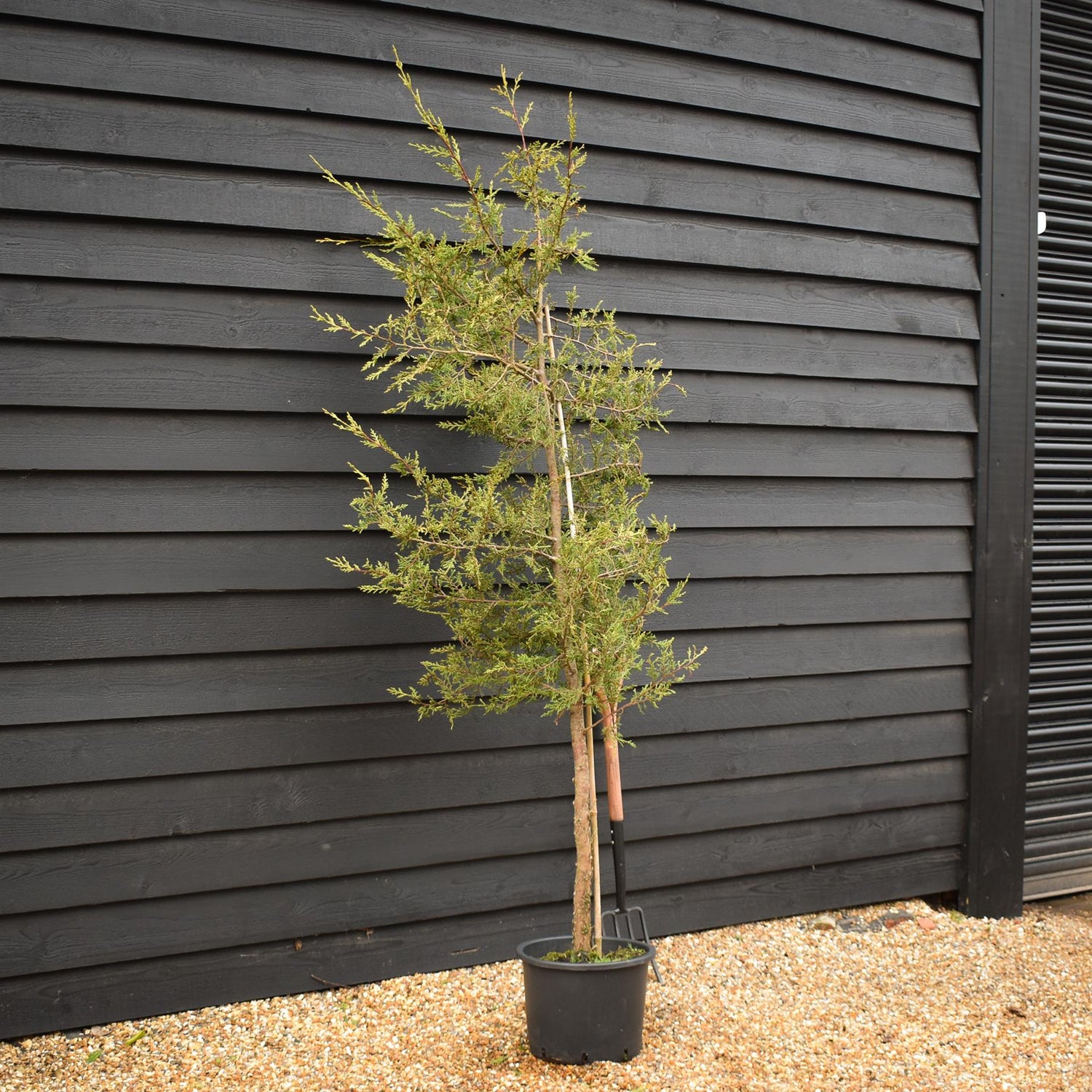 Cupressocyparis leylandii 'Castlewellan Gold' - Clear Stem 70cm - Height 180-200cm - 20lt