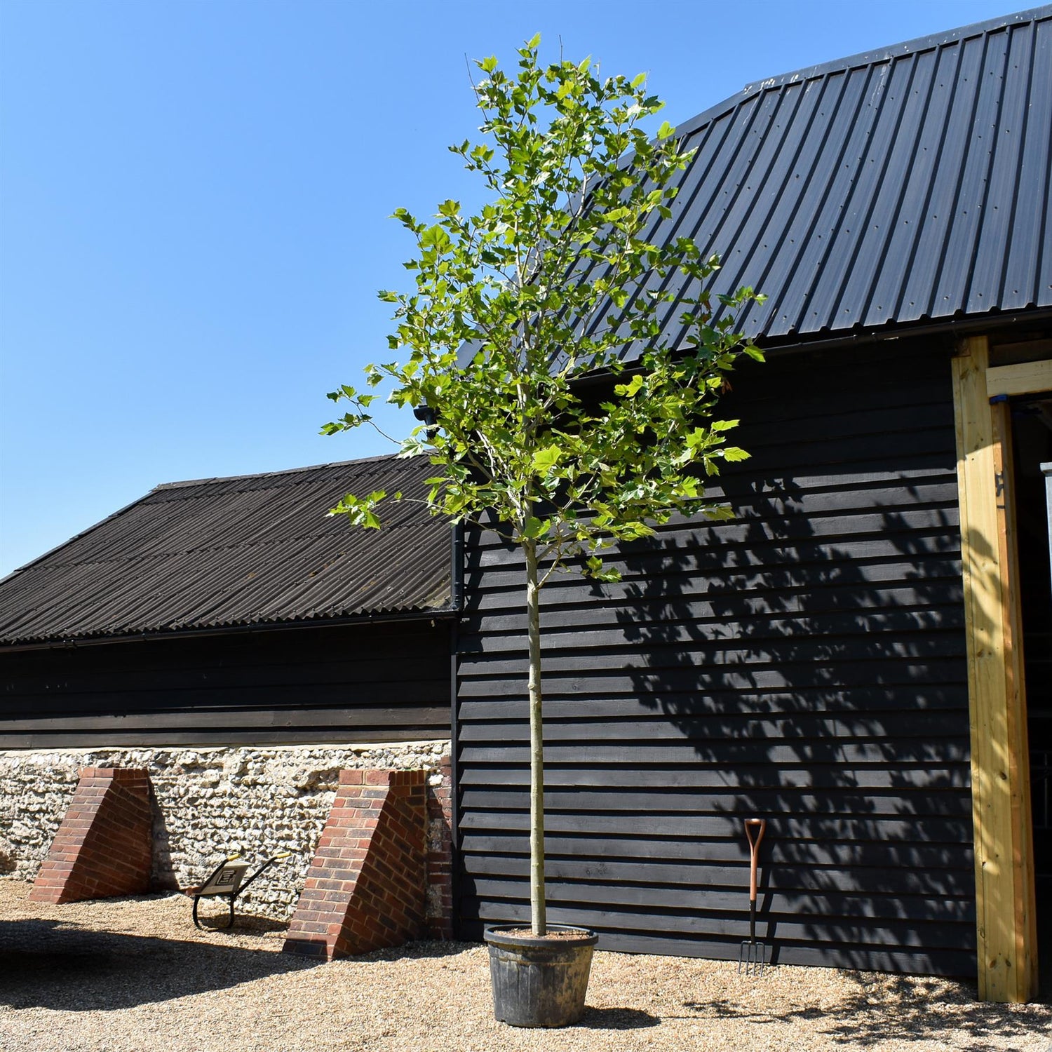 Platanus Acerifolia | London plane - 400cm-420cm - 14cm - 90lt