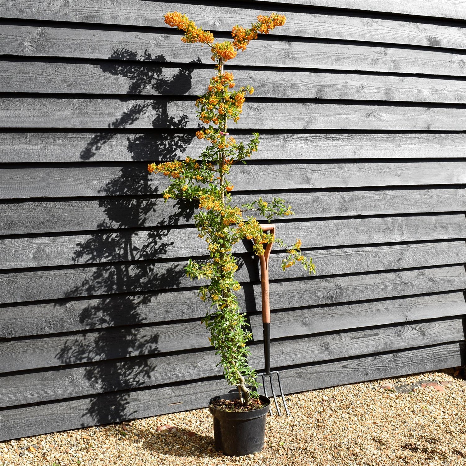 Pyracantha saphyr Orange - Height - 175-200cm - 10lt