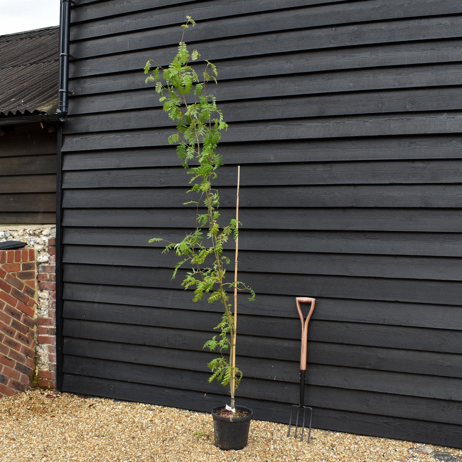 Rowan tree | Sorbus aucuparia | European Mountain Ash - Height 120-140cm - Girth 2-4cm - Pot Grown - 10lt