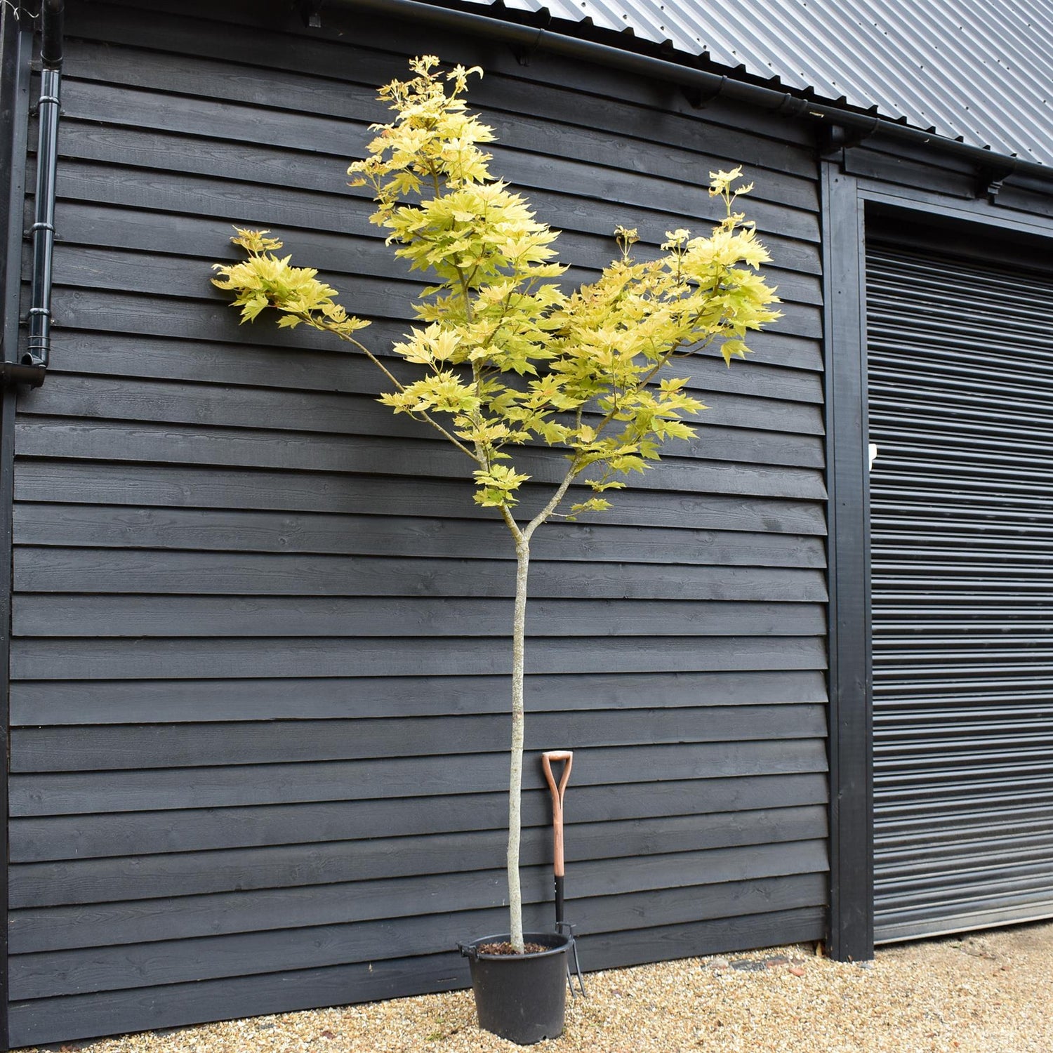 Acer pseudoplatanus 'Brilliantissimum' | Shrimp-Leaved Sycamore -  Clear Stem 150cm - Height 300-330cm - 30lt