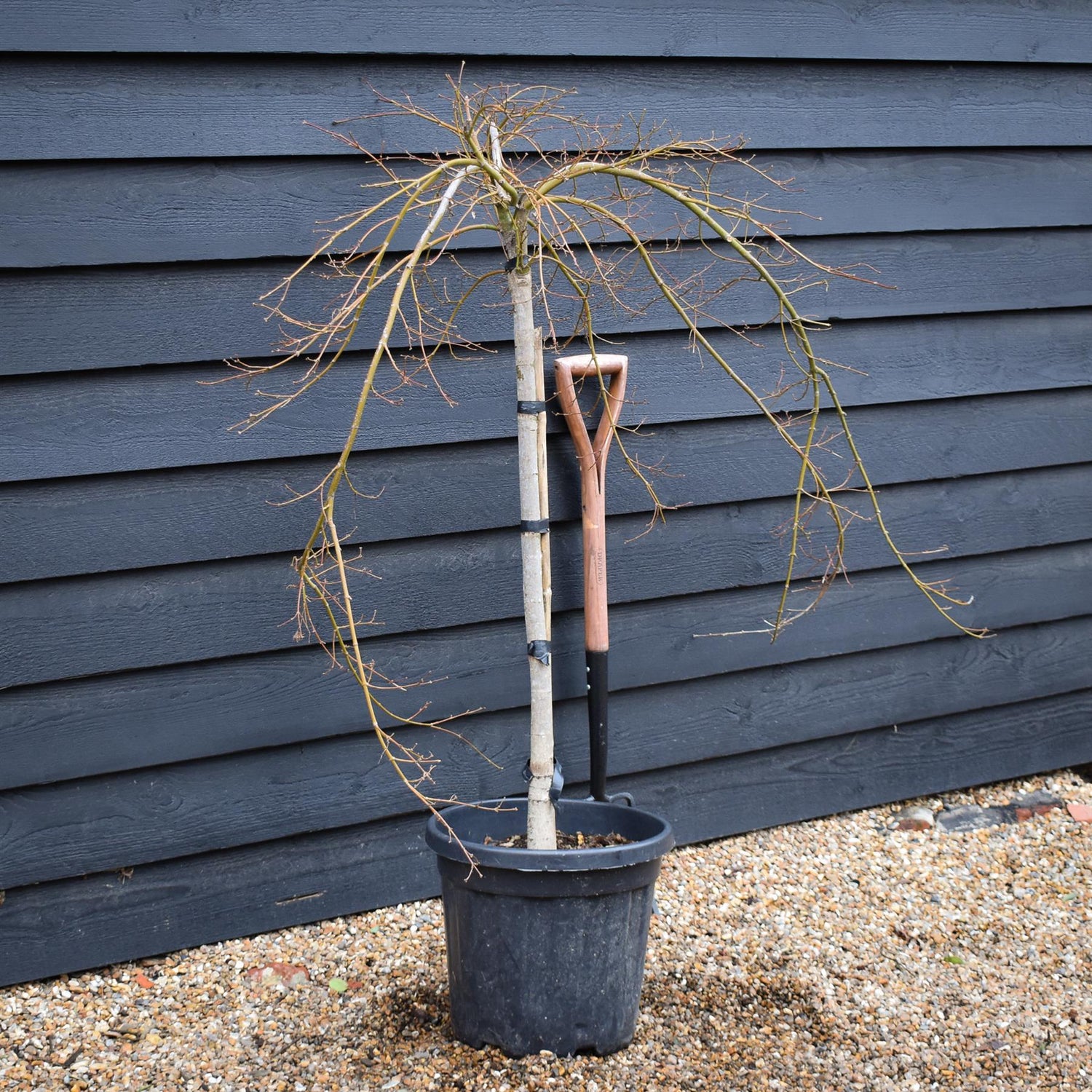 Acer palmatum dissectum 'Virdis' | laceleaf Japanese maple - Clear Stem 75-85cm - Height 100-120cm - 25lt