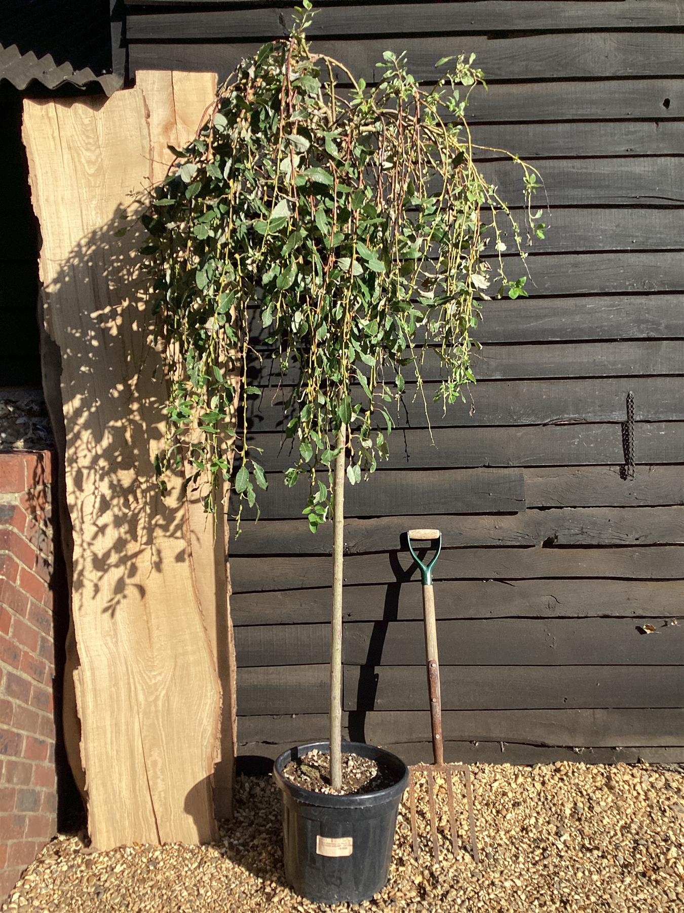 Salix caprea 'Kilmarnock' | Weeping Pussy Willow - 230-240cm, 30lt
