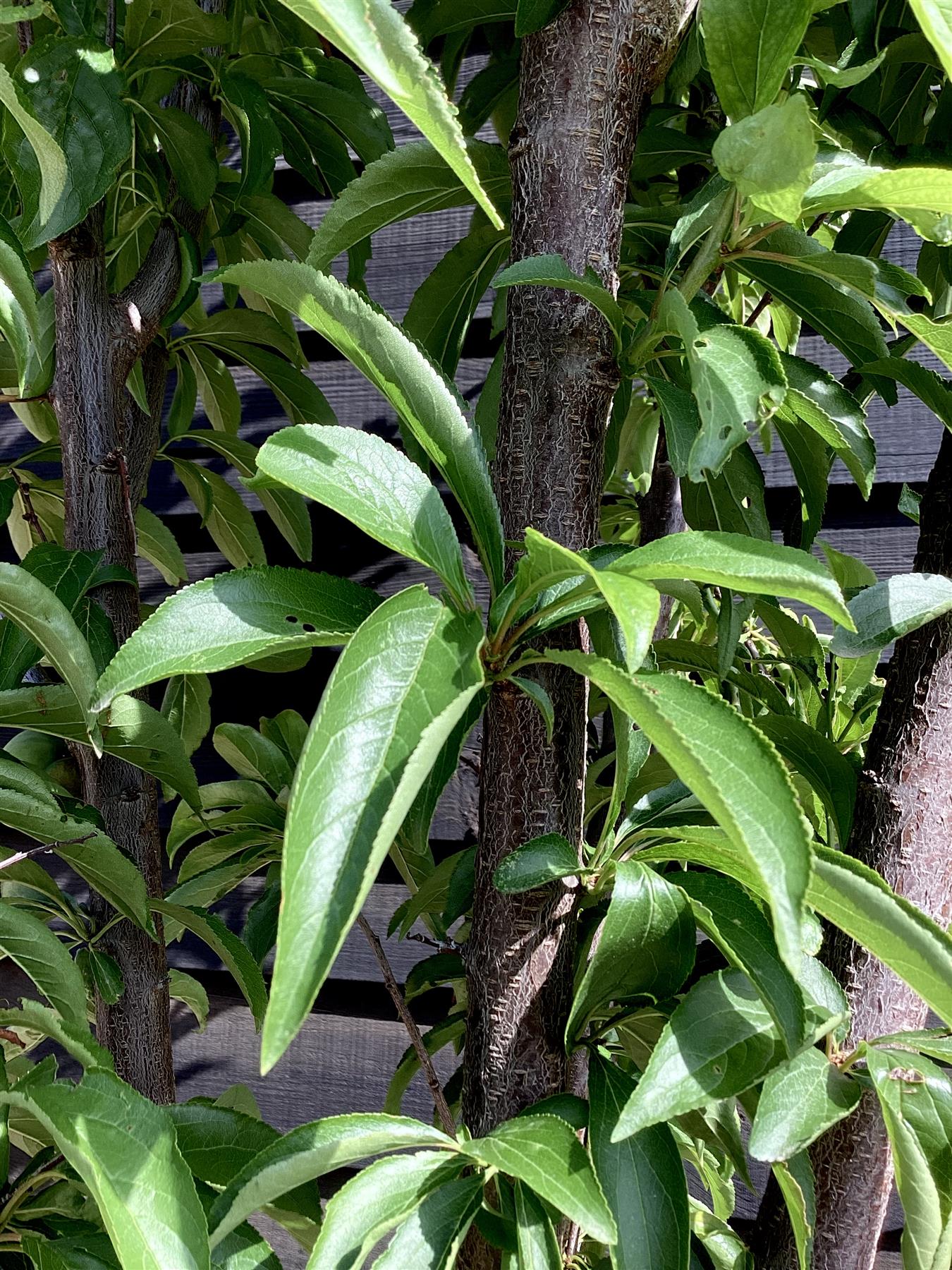 Plum tree 'Friar' | Prunus domestica - Girth 18-20cm - 220-240cm - 50lt